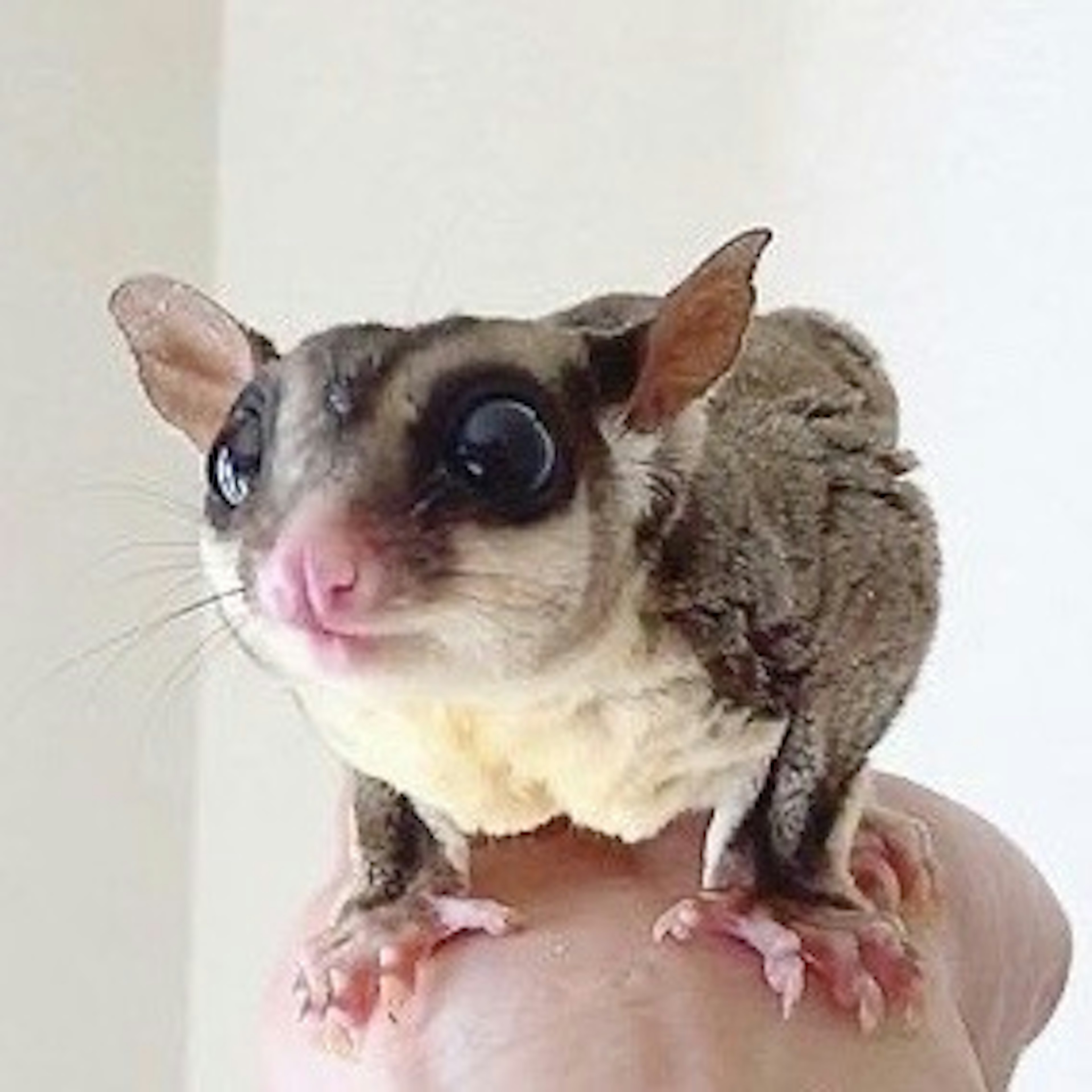 Close-up of a cute sugar glider on a hand