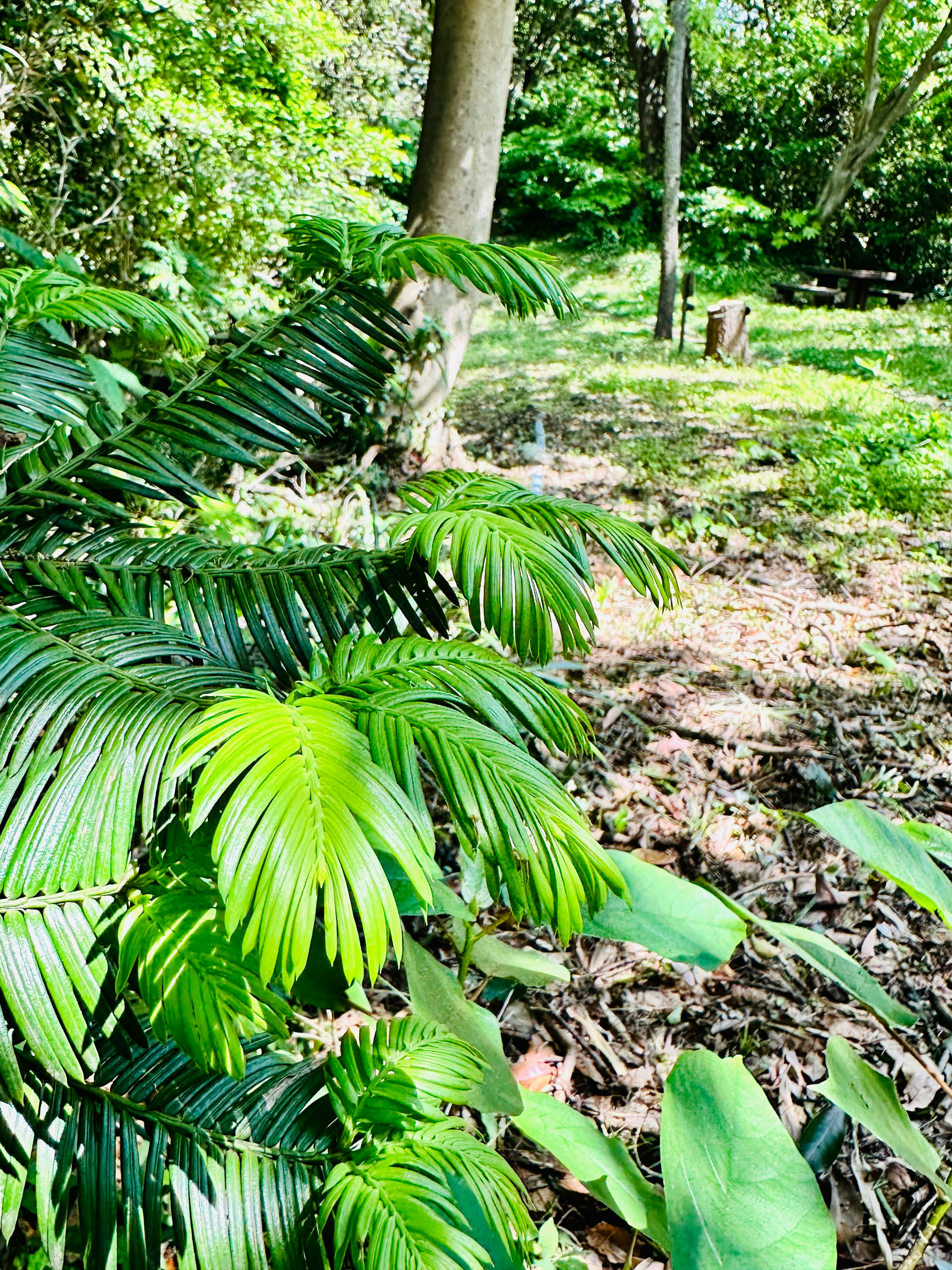 緑豊かな植物と木々の風景が広がる森の一部