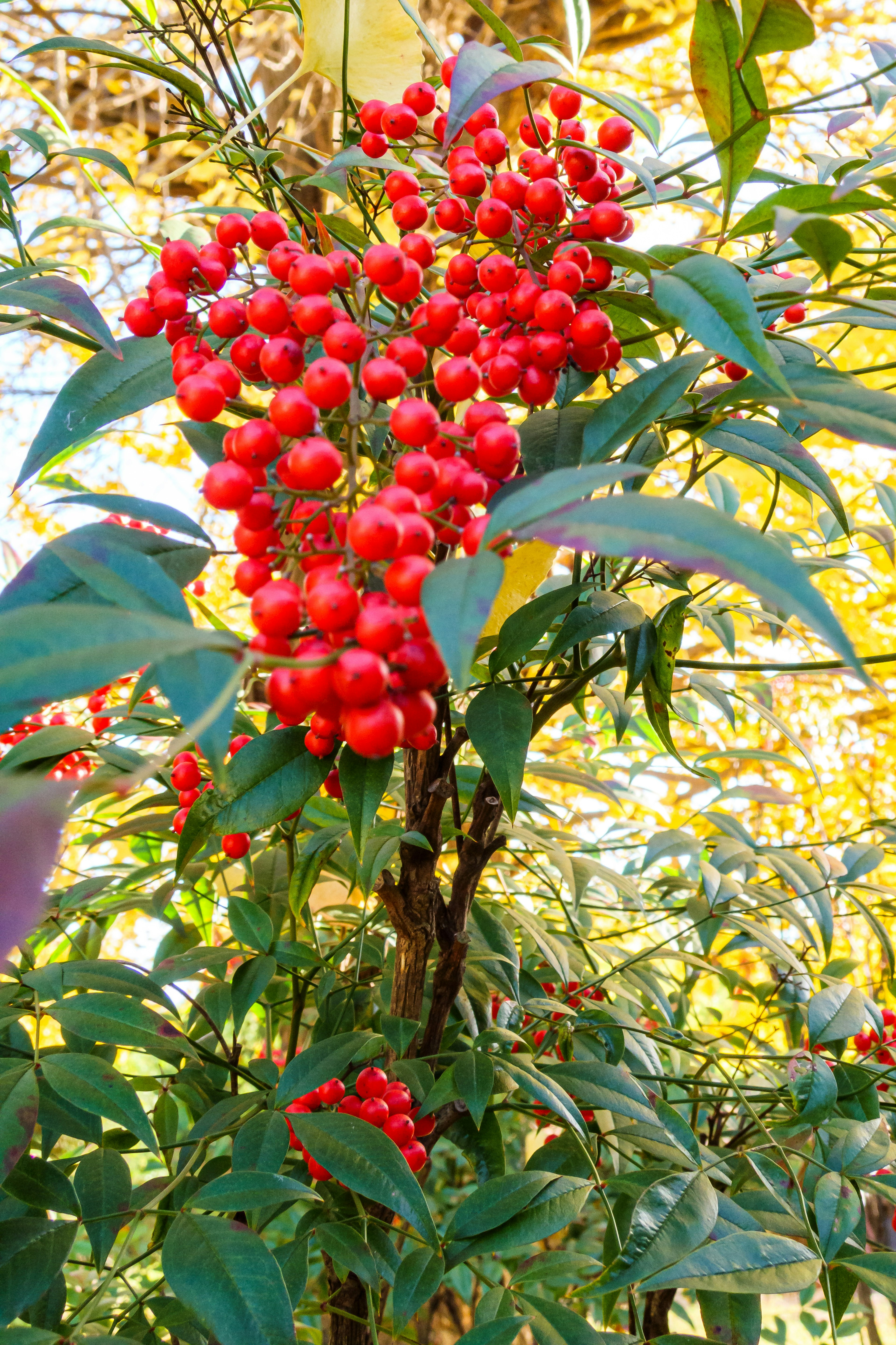 Eine Pflanze mit leuchtend roten Beeren, umgeben von grünen Blättern