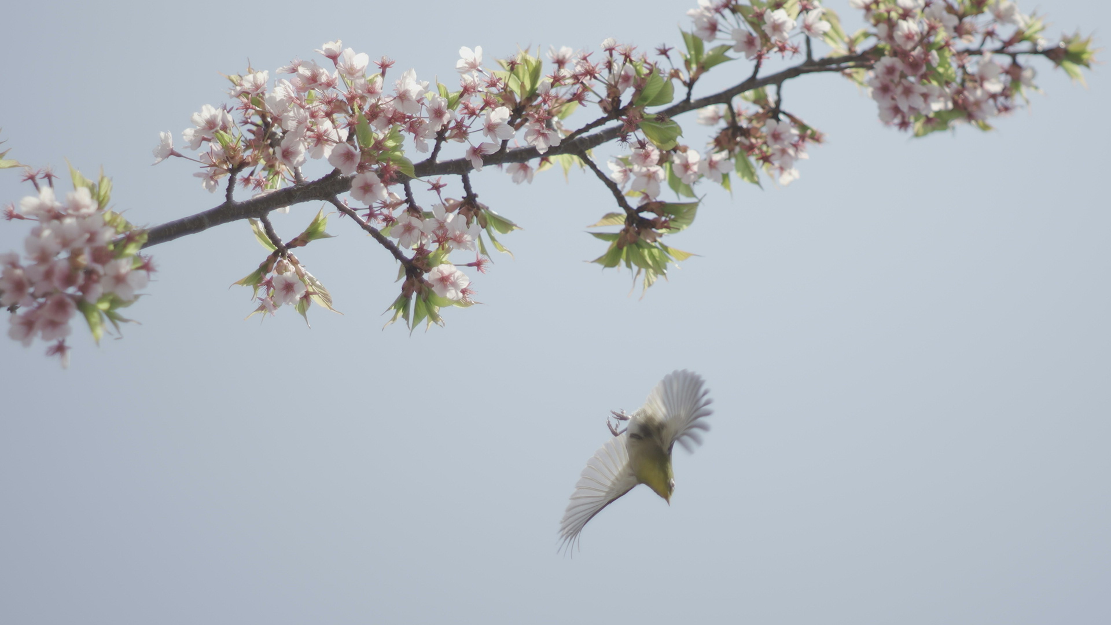 Un uccello che vola vicino ai rami di ciliegio