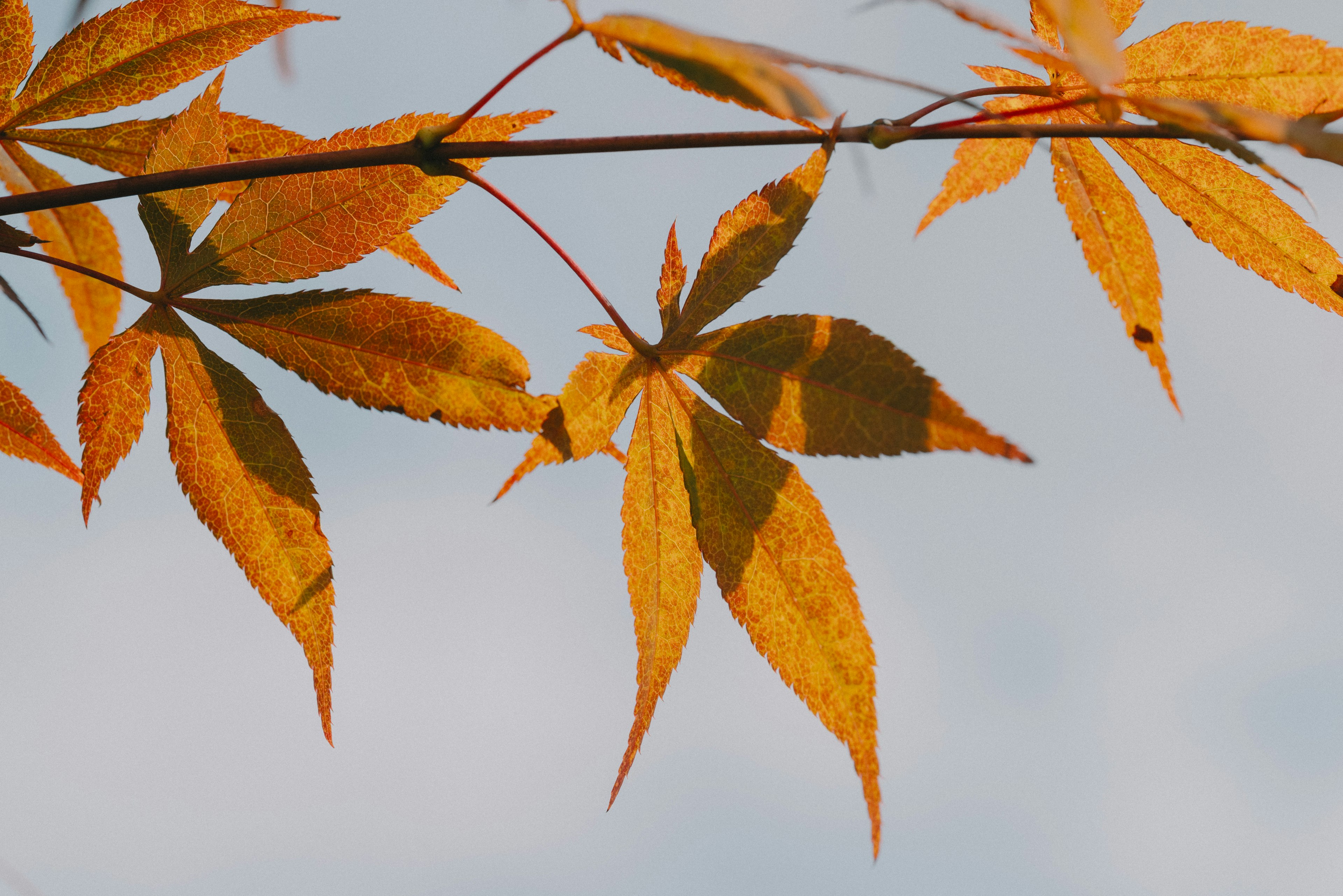 Maple leaves in autumn colors against a blue sky