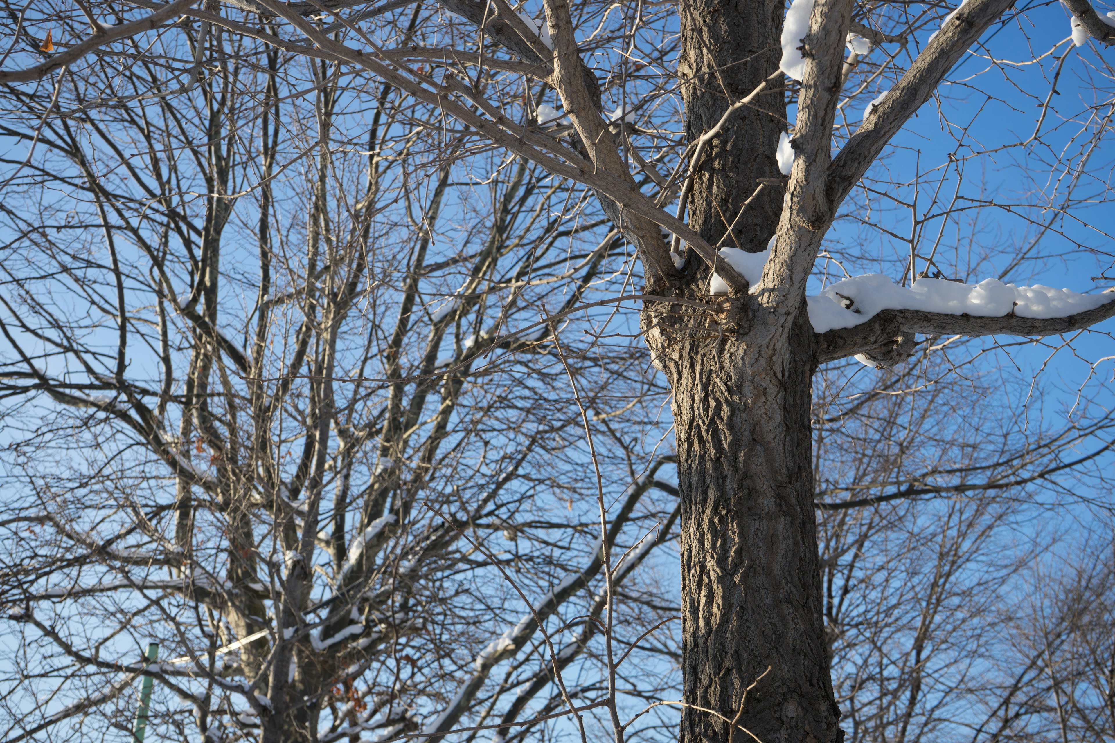 Snow-covered trees against a clear blue sky