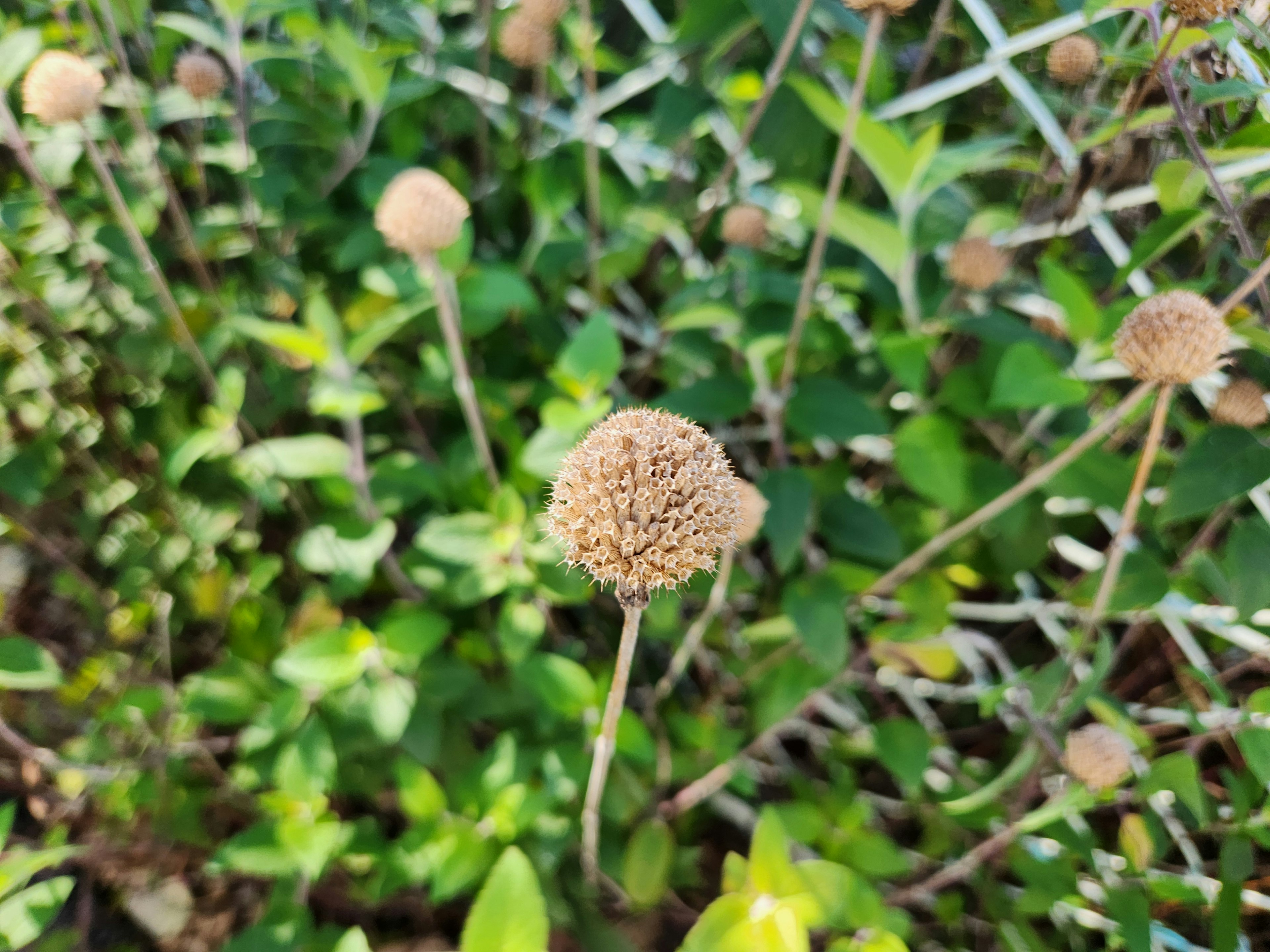 Dried flower heads among green leaves