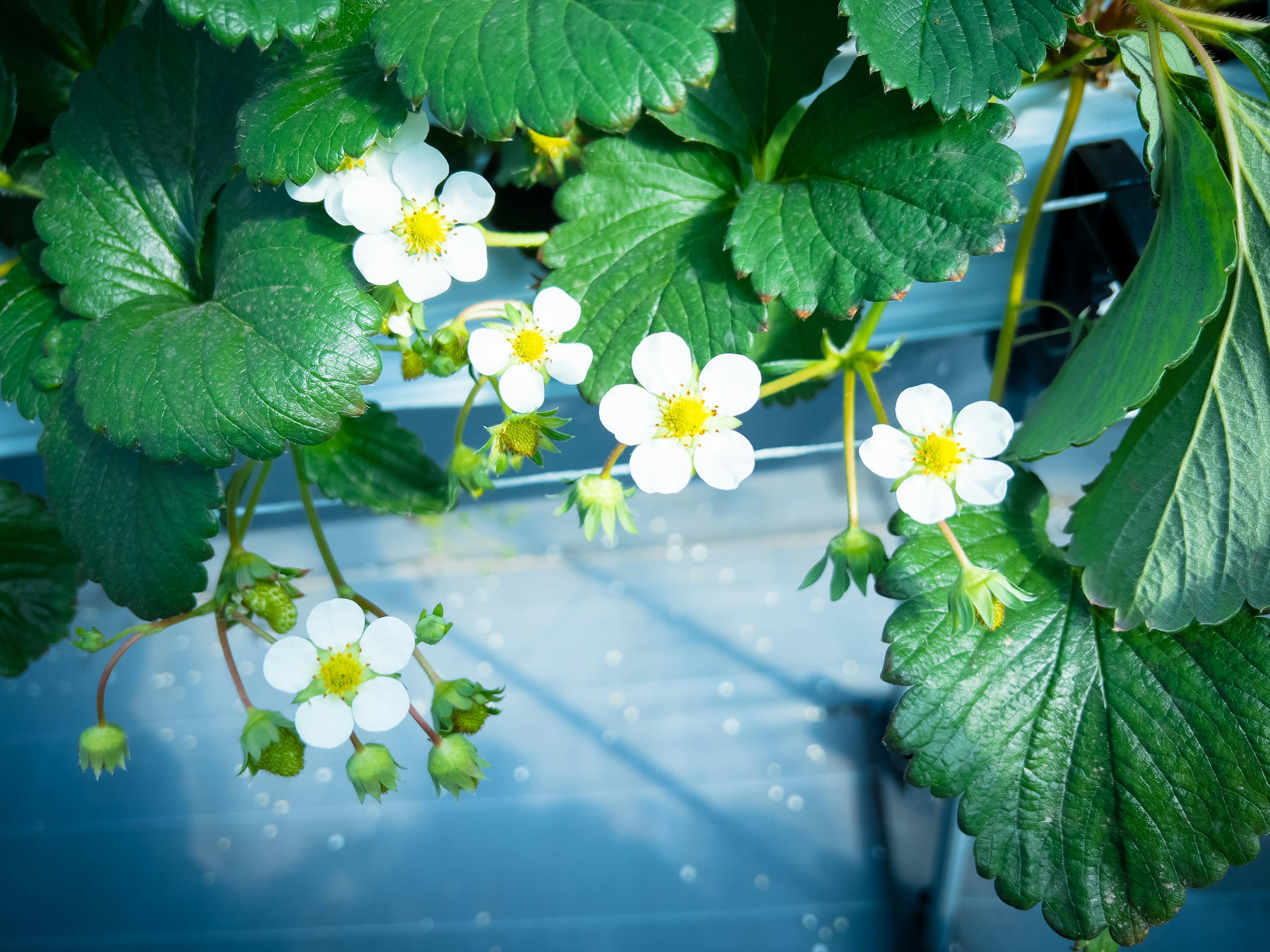 Nahaufnahme von Erdbeerblüten und -blättern mit blauem Hintergrund