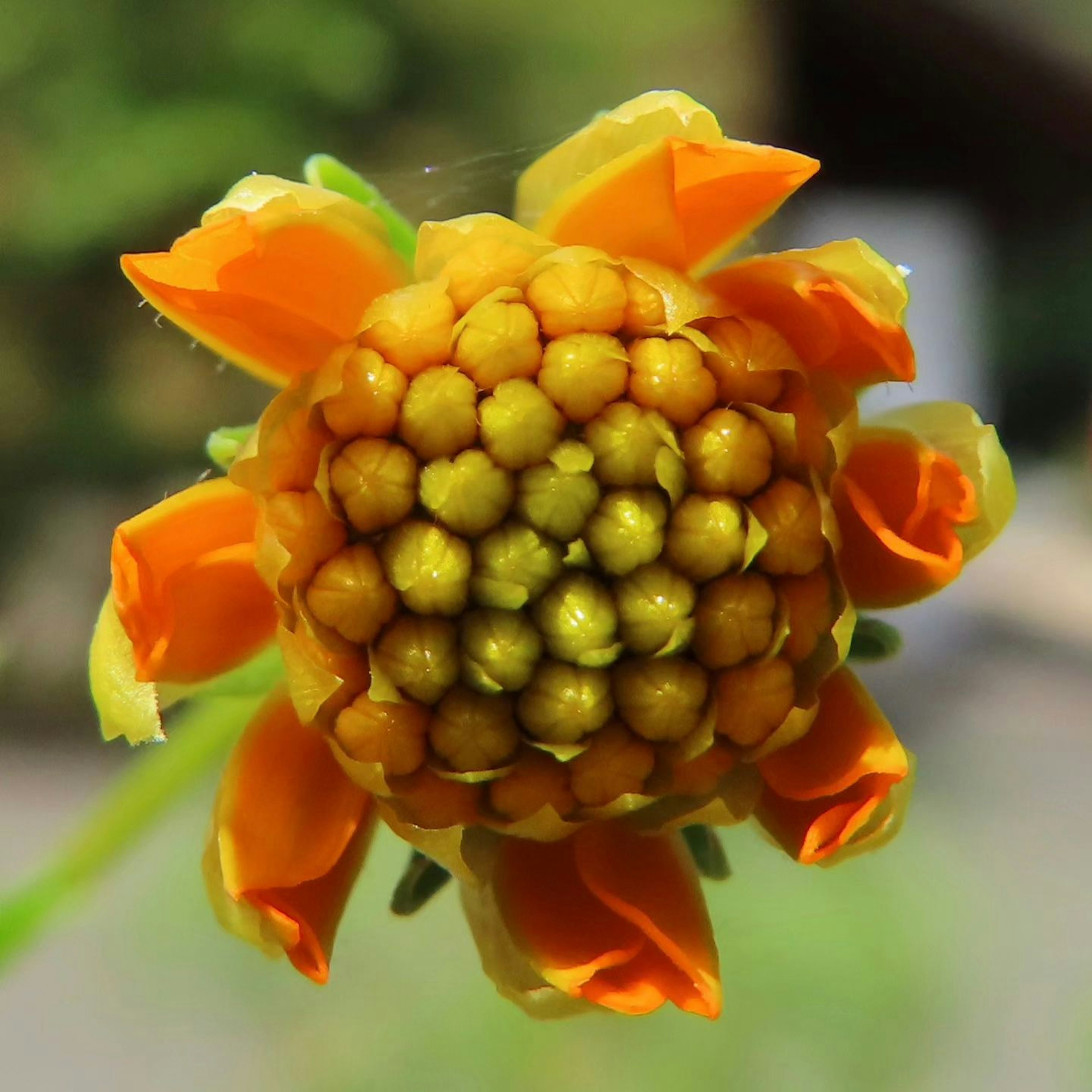 ภาพระยะใกล้ของดอกไม้สีส้มที่มีศูนย์กลางสีเหลืองกลม