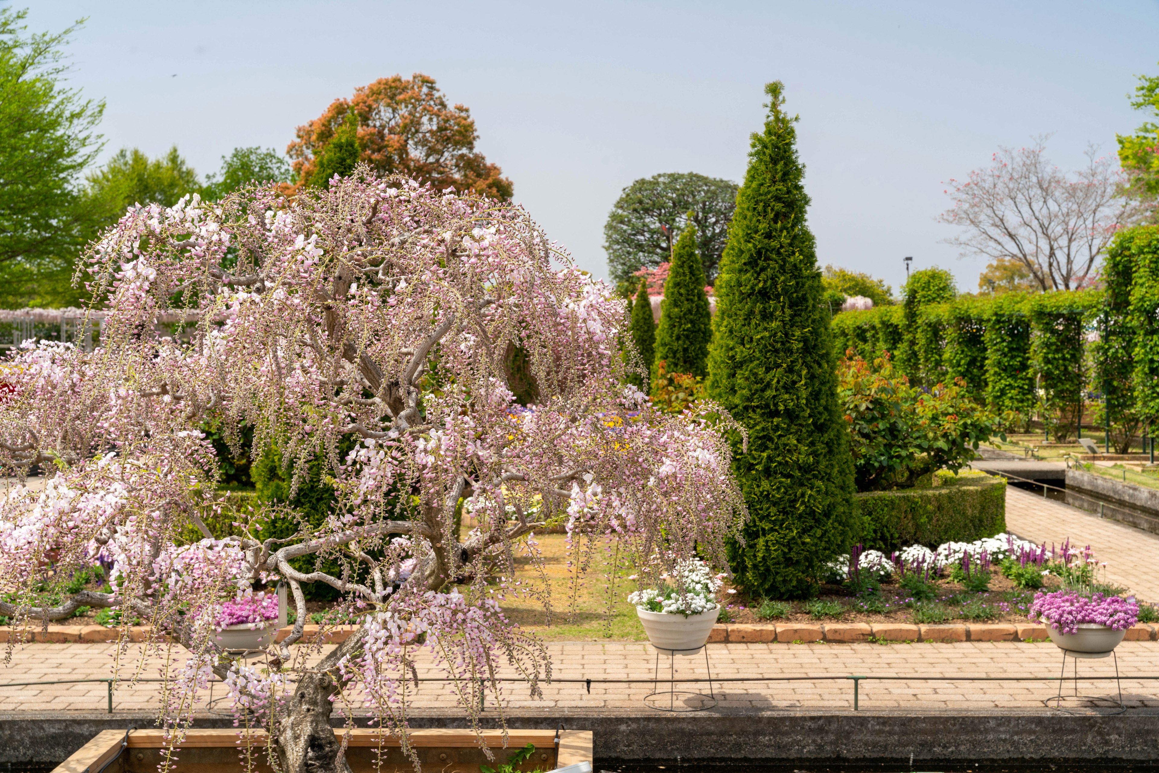 Pemandangan taman yang indah dengan pohon sakura dan pagar hijau subur