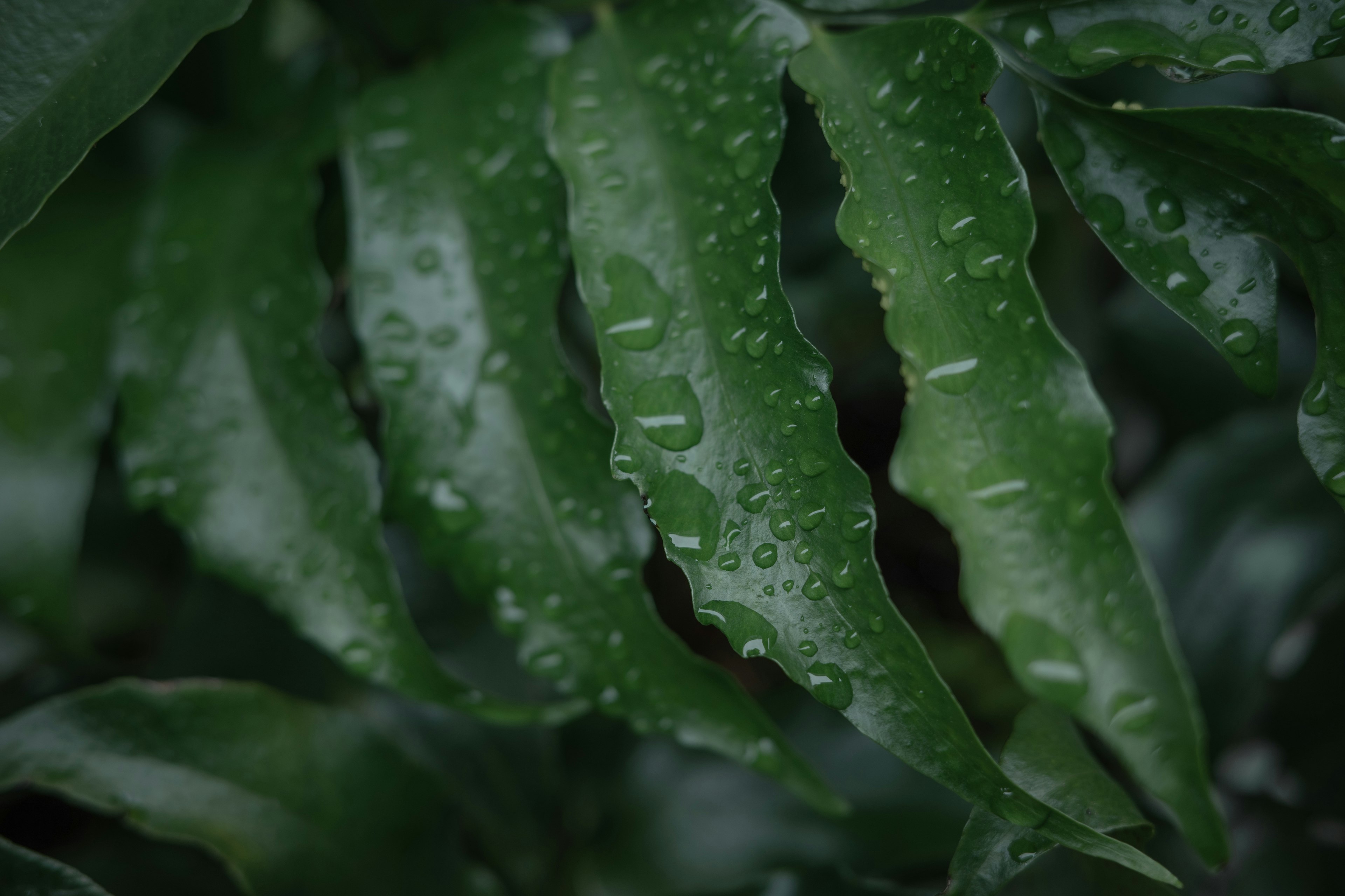 Close-up of green leaves with raindrops