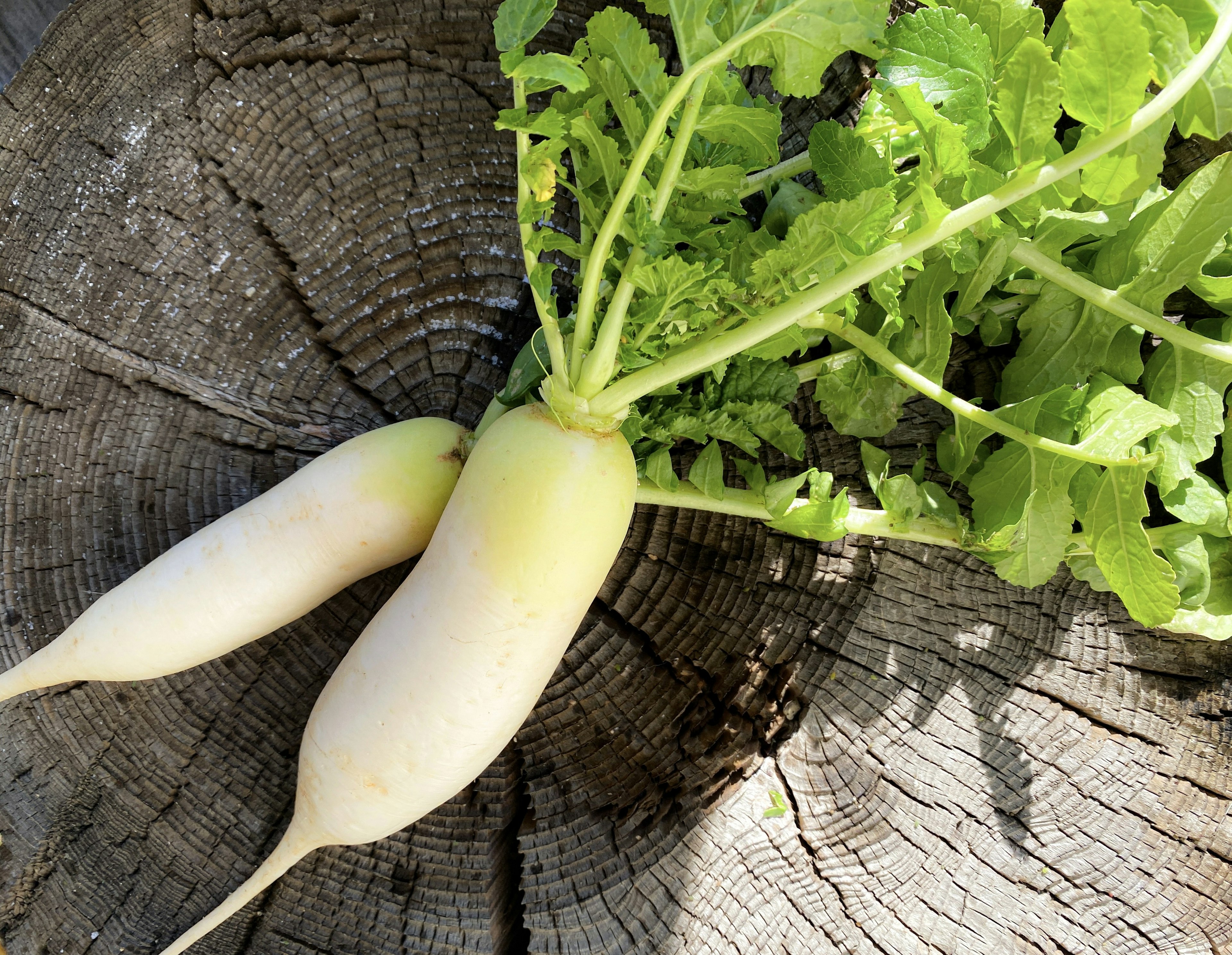 White radishes with green leaves resting on a wooden stump