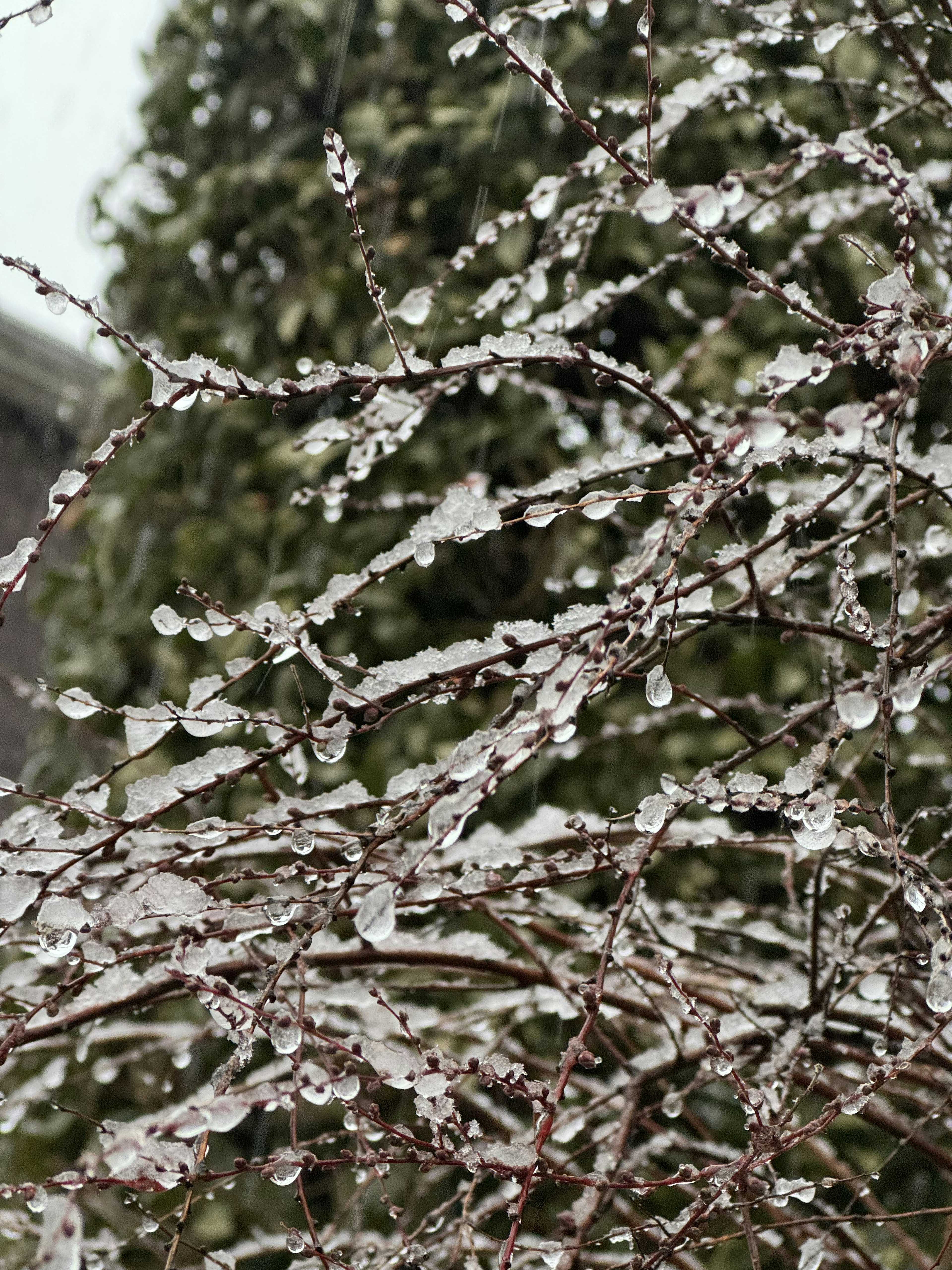 氷の水滴がついた木の枝と背景の緑の木