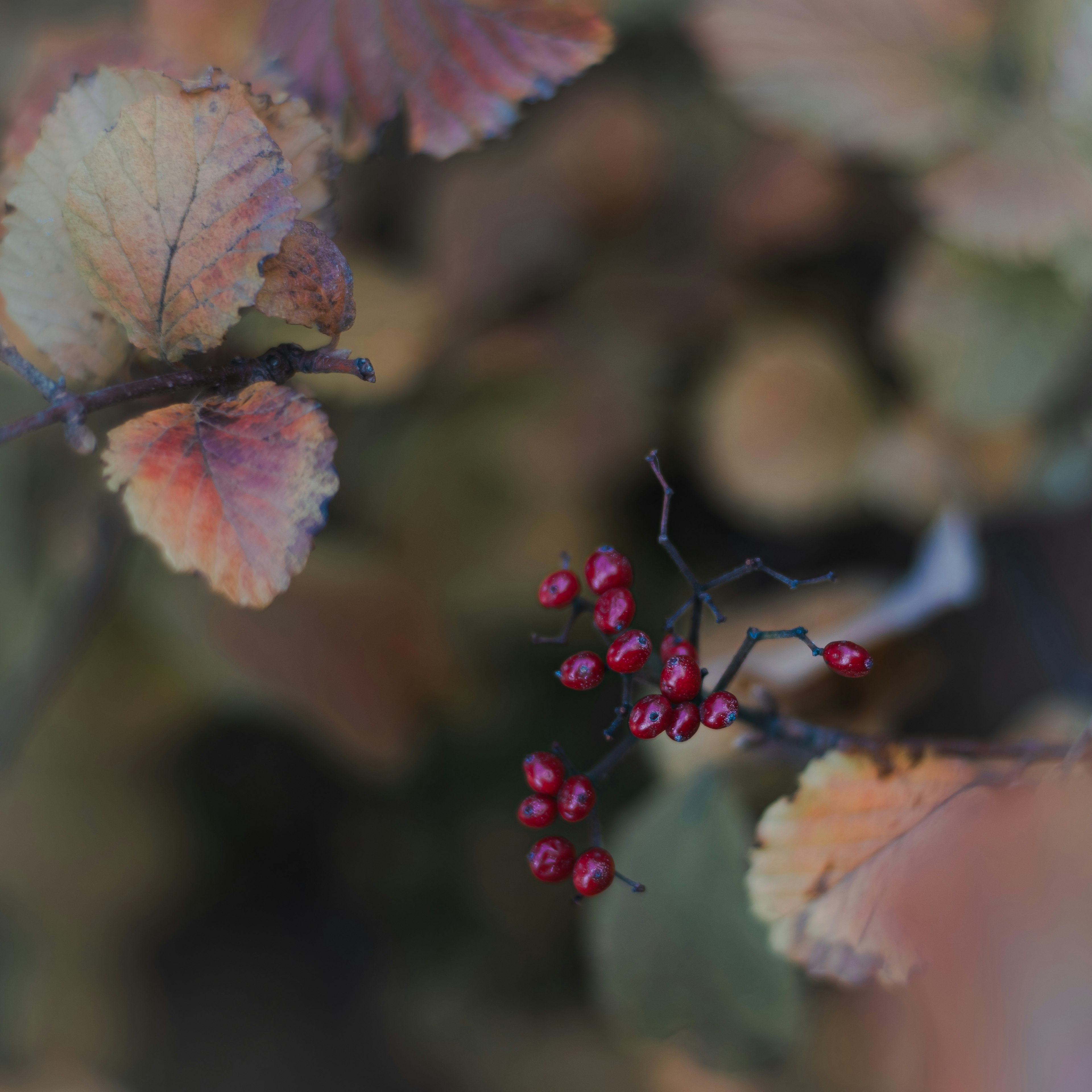 Nahaufnahme von roten Beeren und Herbstblättern