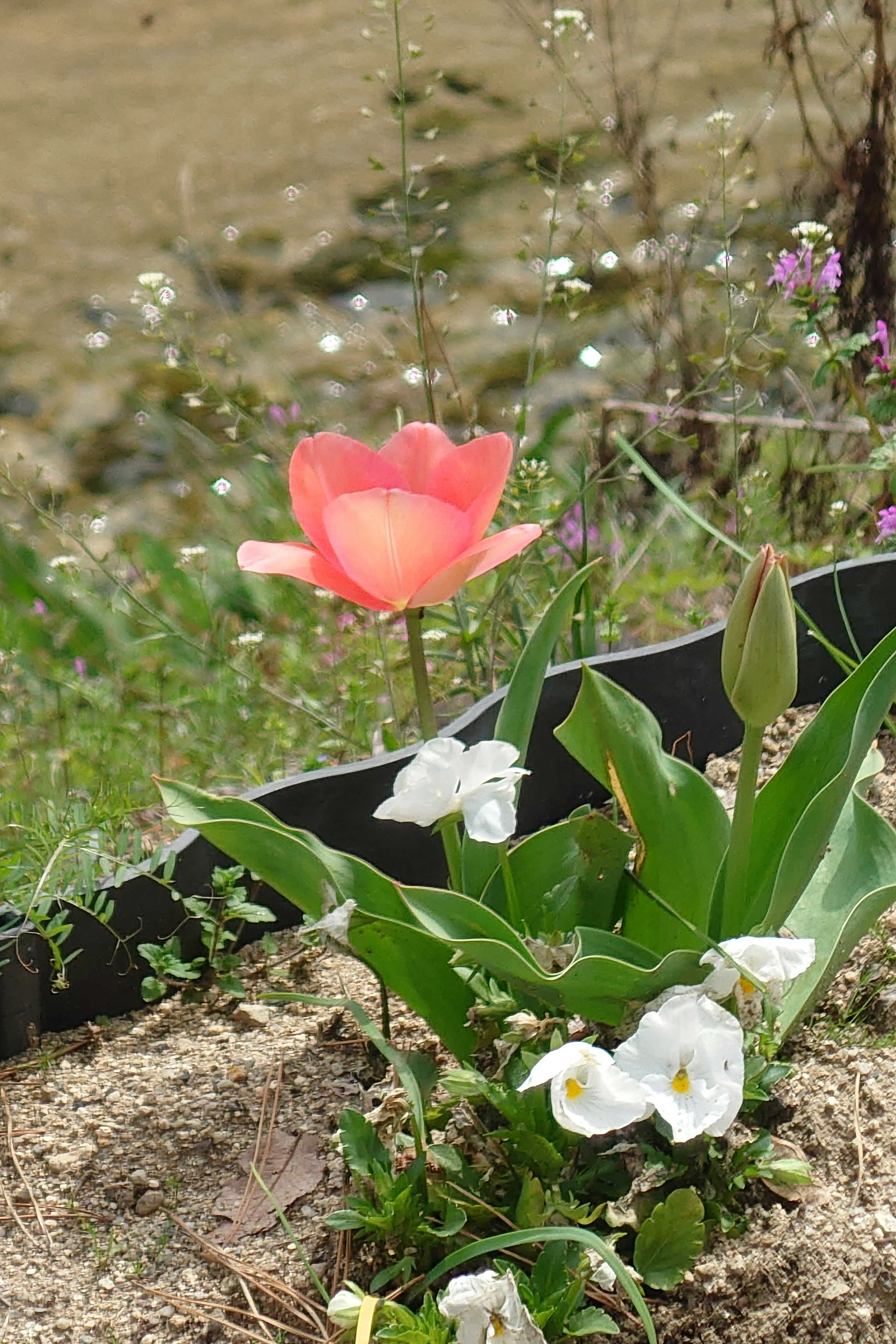 A pink tulip and white flowers blooming in a garden