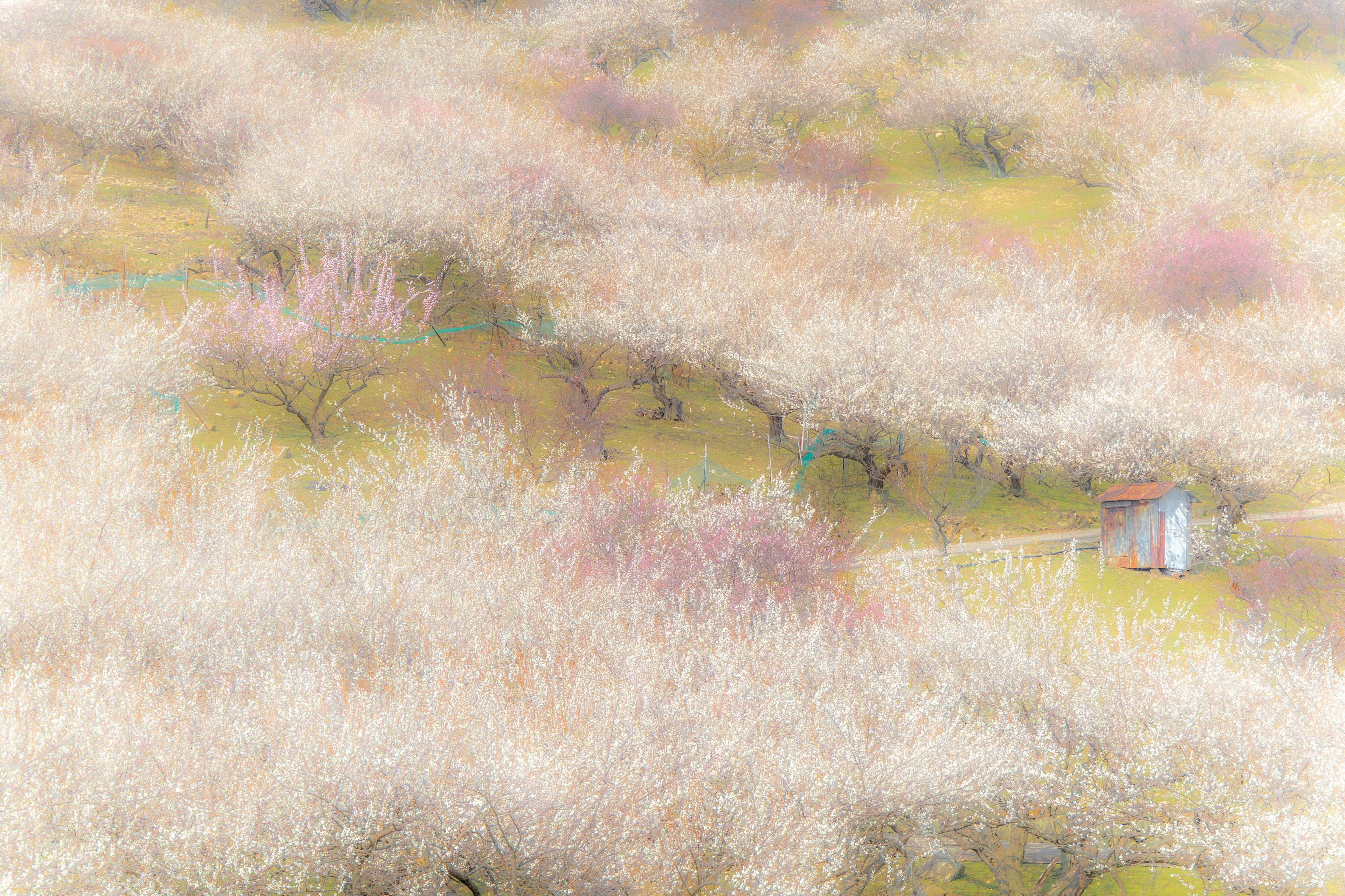 Paisaje de cerezos en flor con una pequeña casa