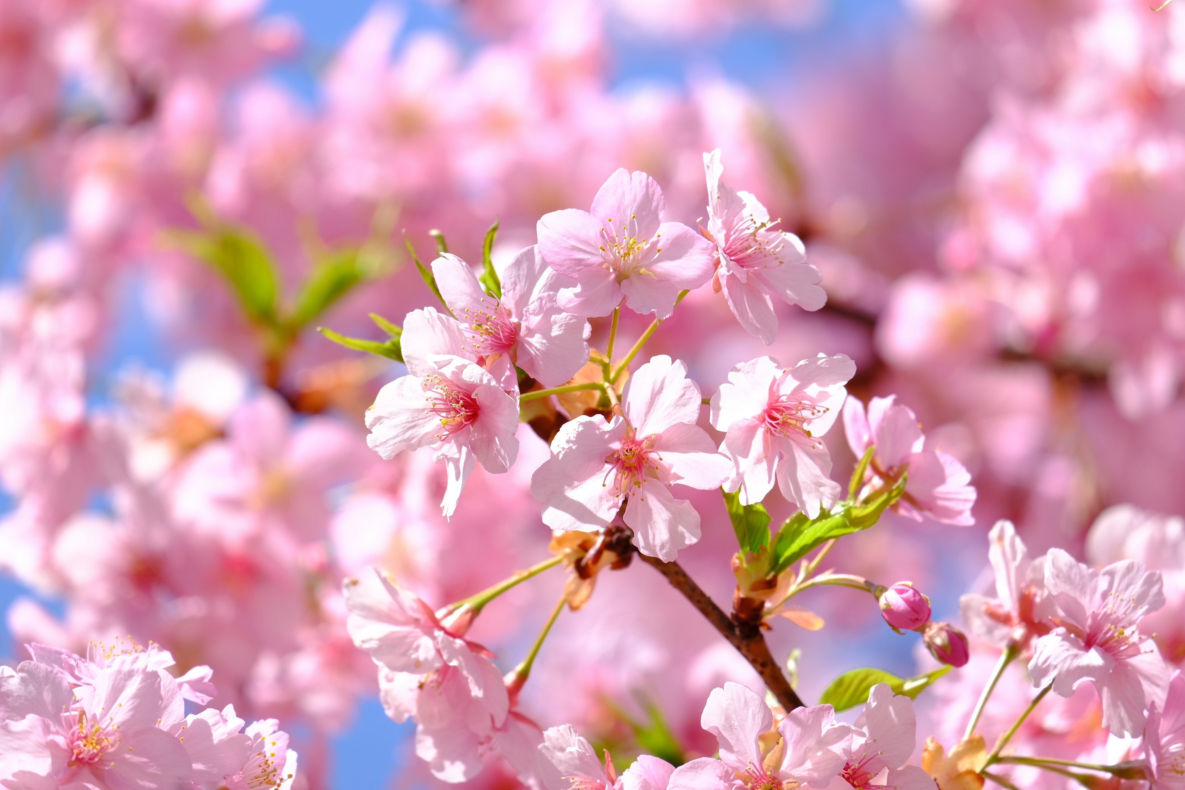 Cabang bunga sakura yang mekar di bawah langit biru