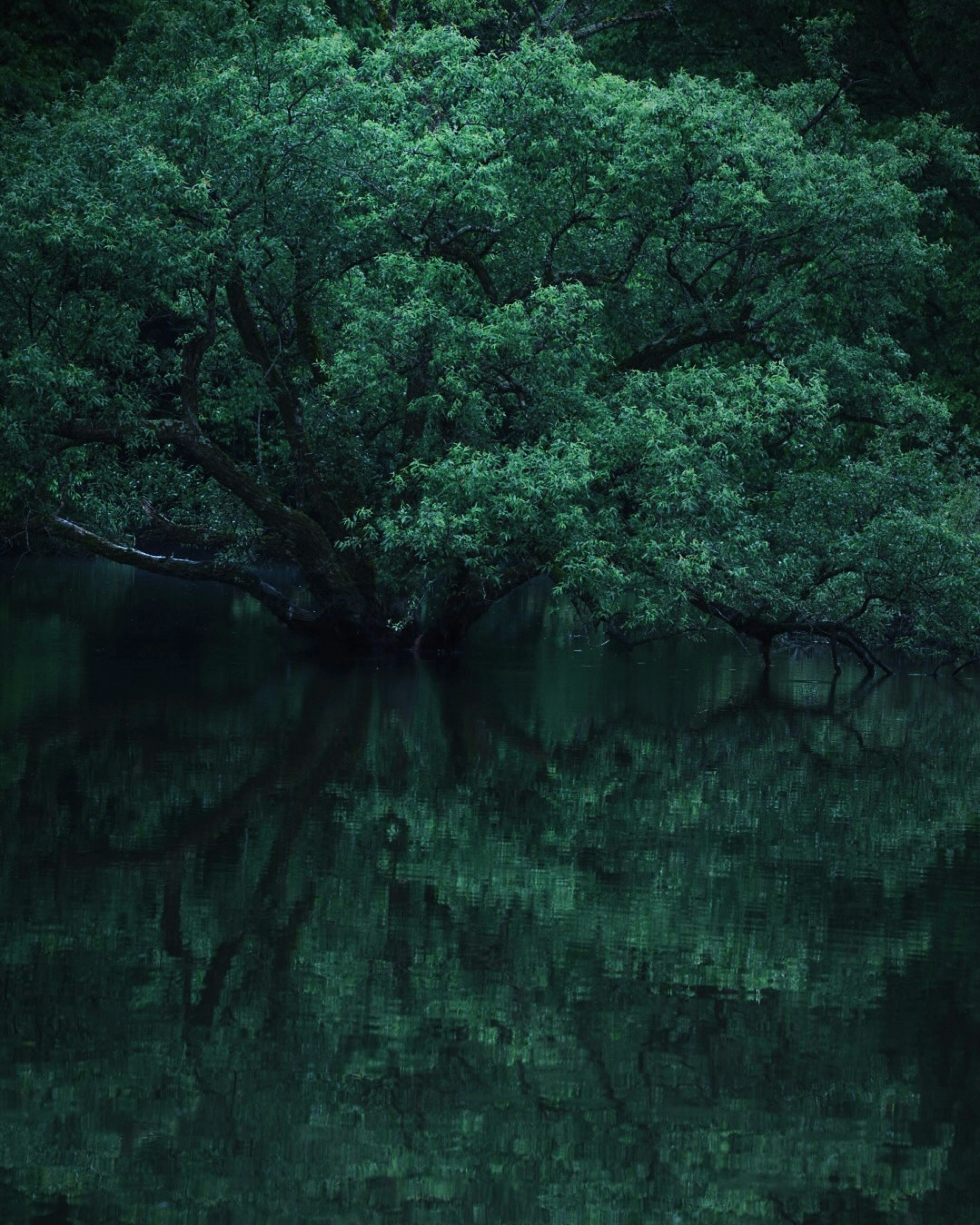 Un grand arbre vert se reflétant sur une eau calme