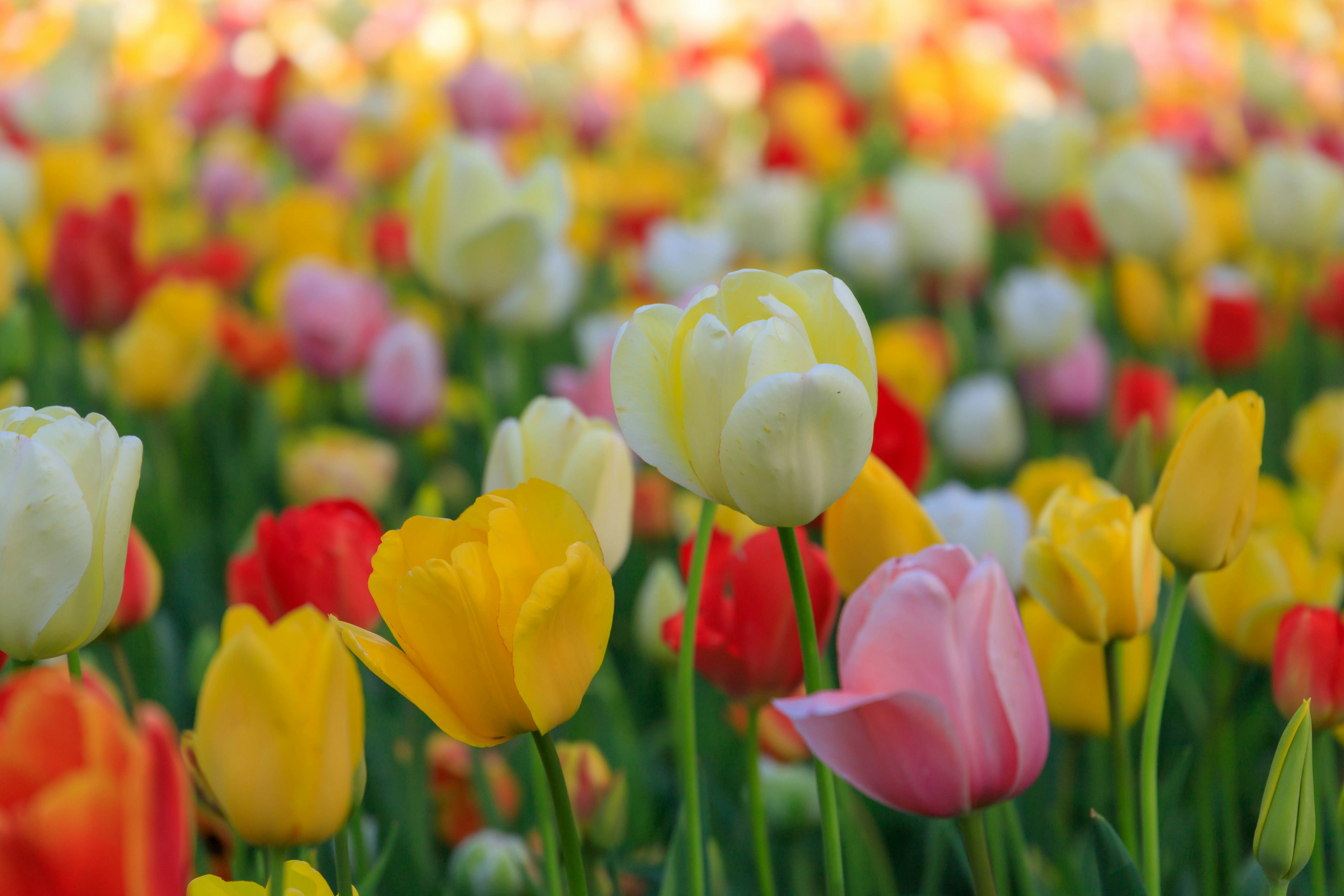 Ladang bunga yang indah dipenuhi dengan tulip berwarna-warni