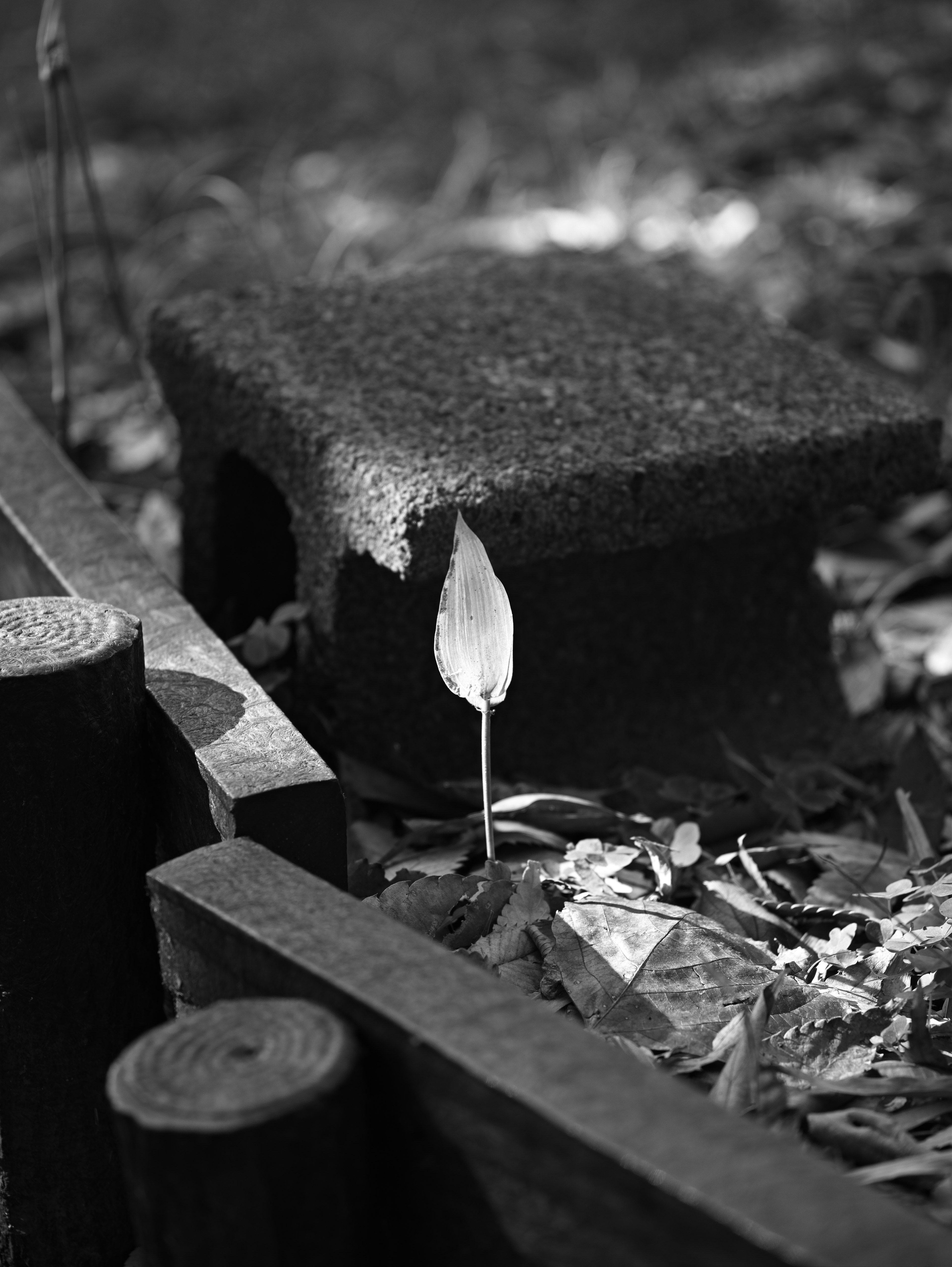 A small sprout emerging from a stone in a black and white setting