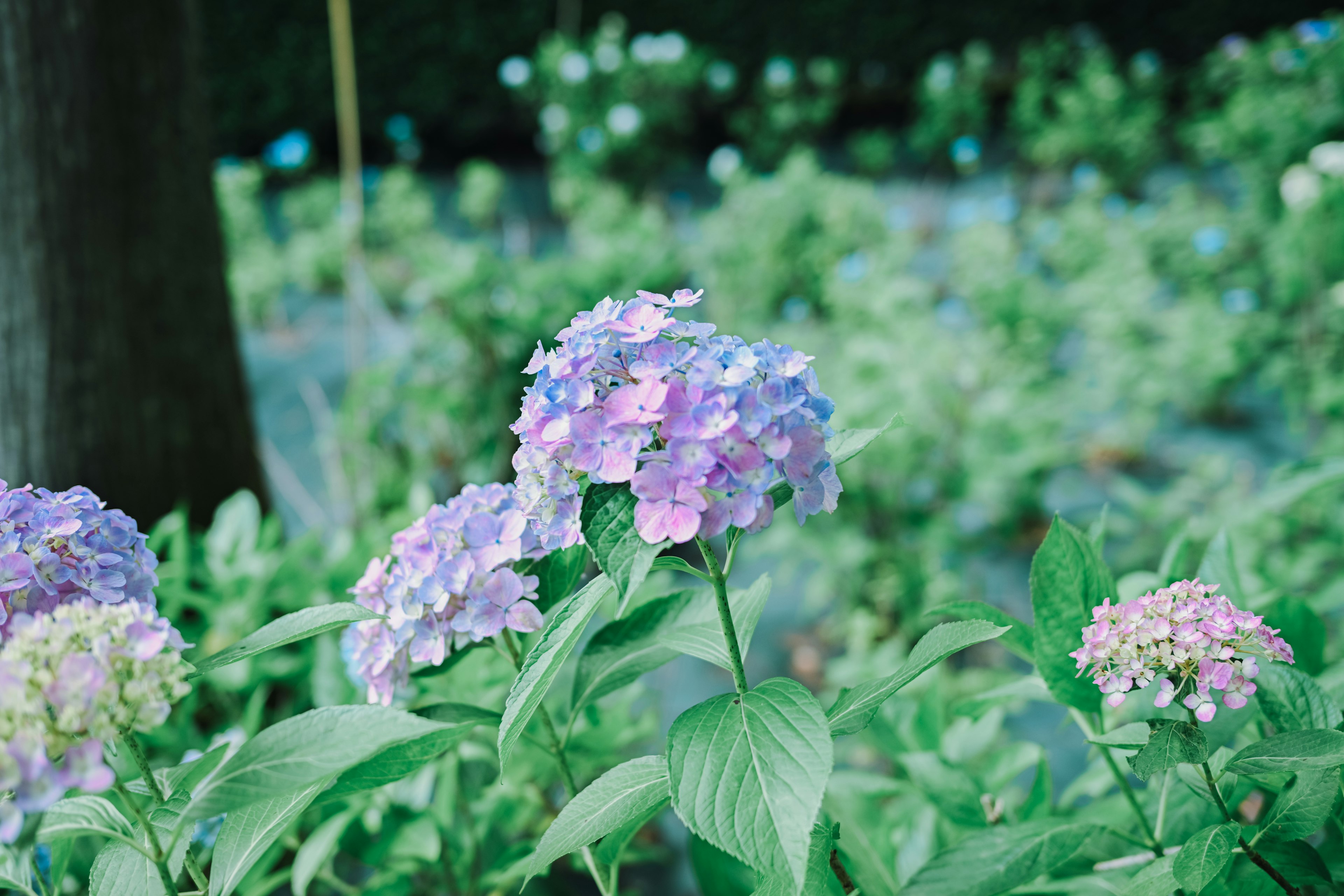 色とりどりの紫陽花が咲いている庭の風景