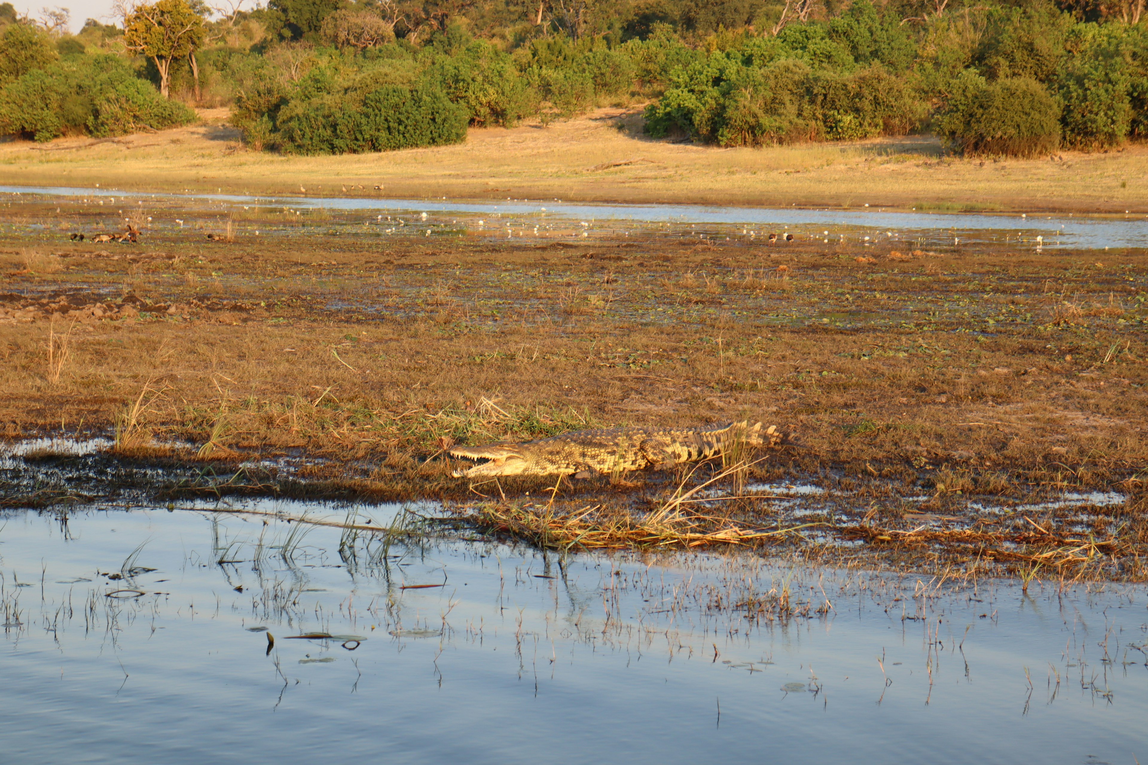 Crocodile lying on dry grassland near a river