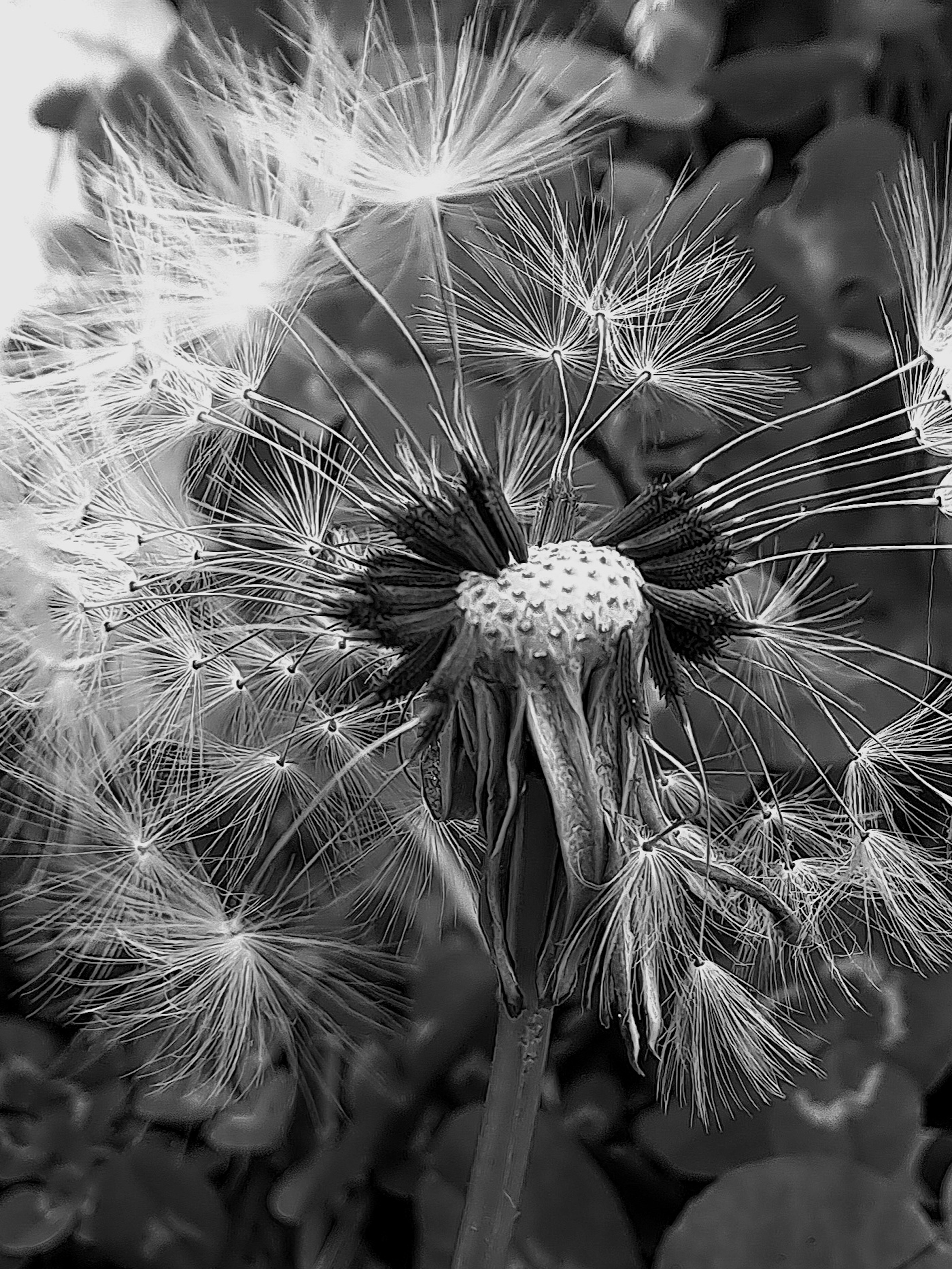 Nahaufnahme einer Löwenzahnblume in Schwarzweiß mit länglichen Samen, die strahlenförmig nach außen zeigen