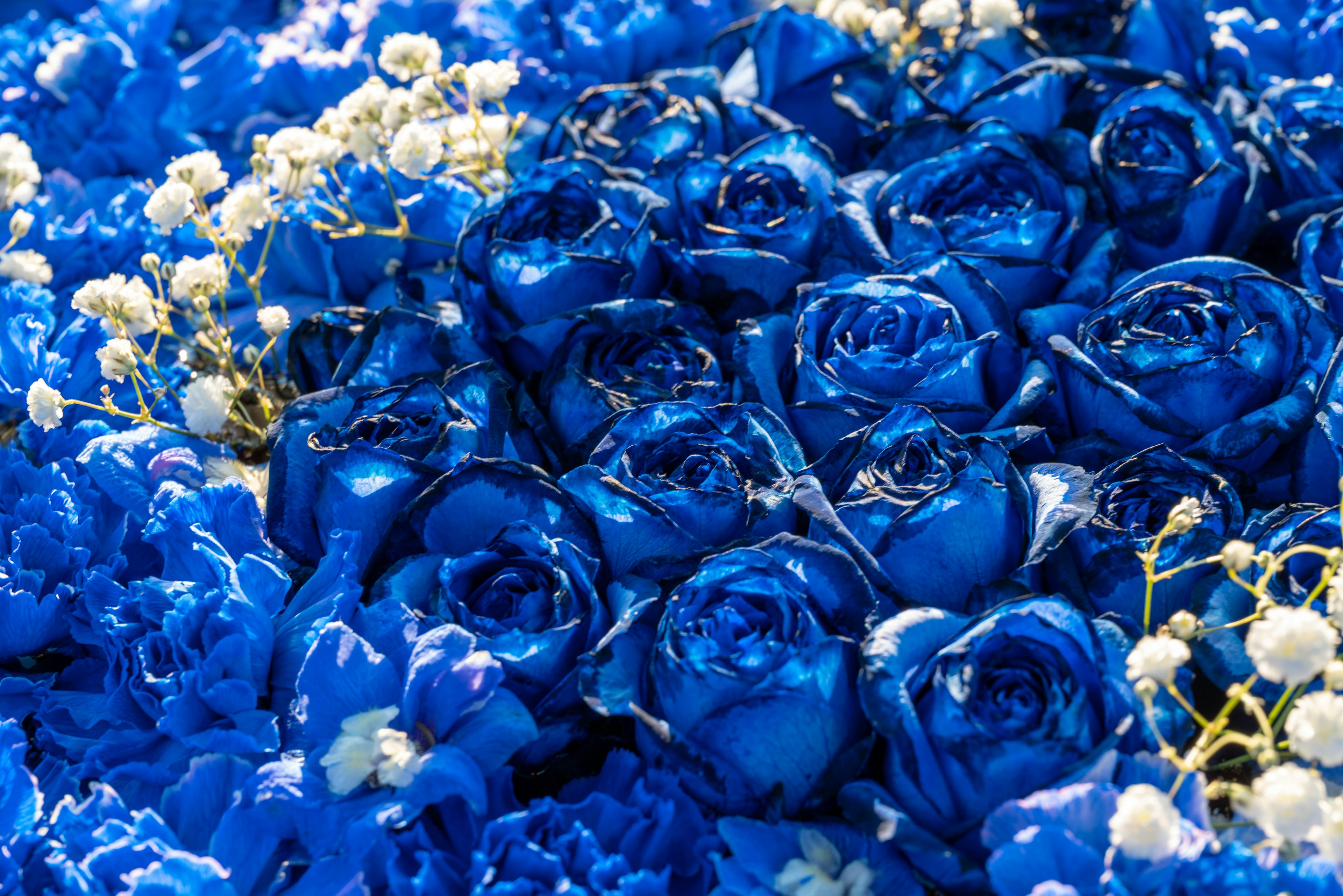 Beautiful arrangement of blue roses and white baby breath flowers