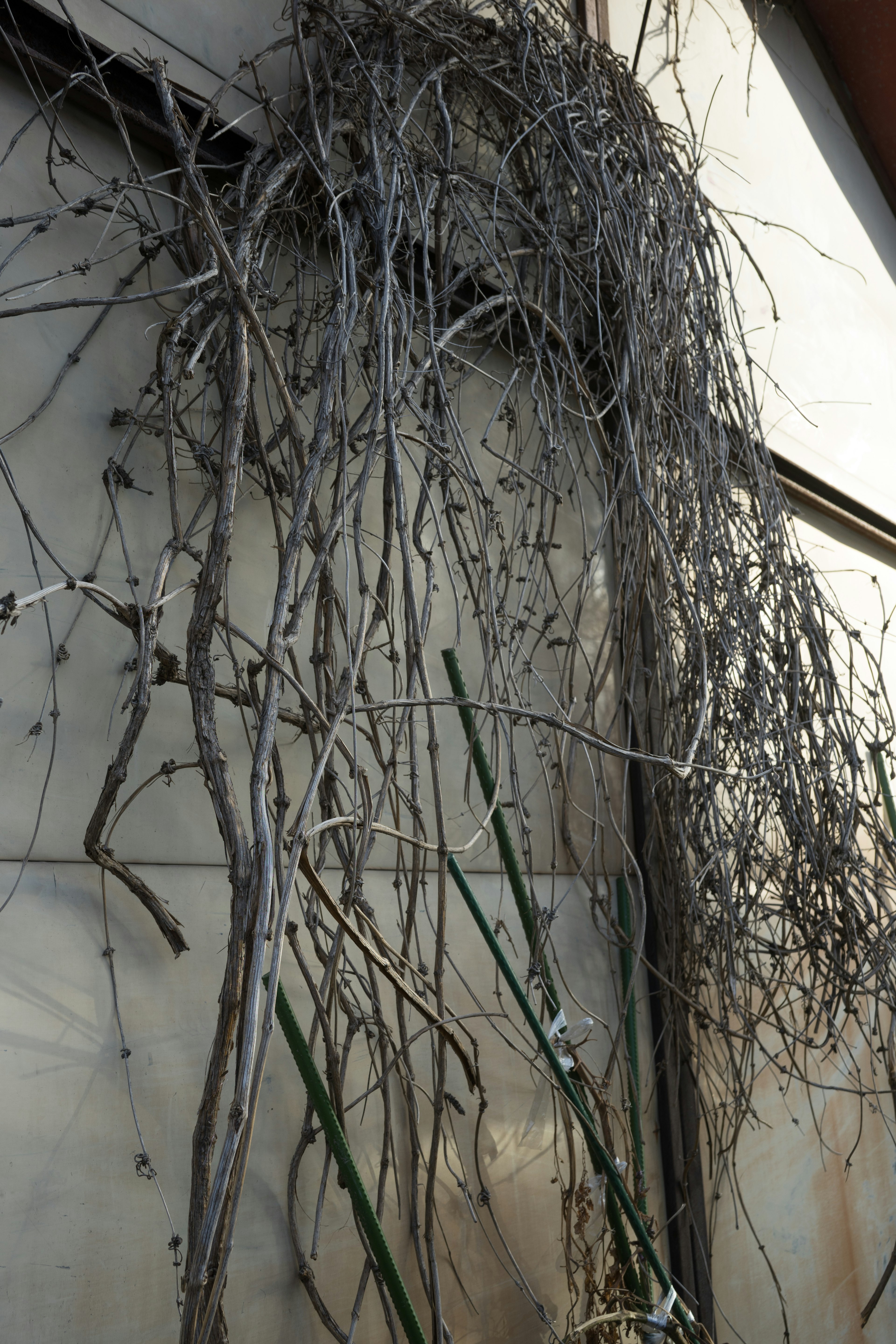 Dried branches intertwined with a wall