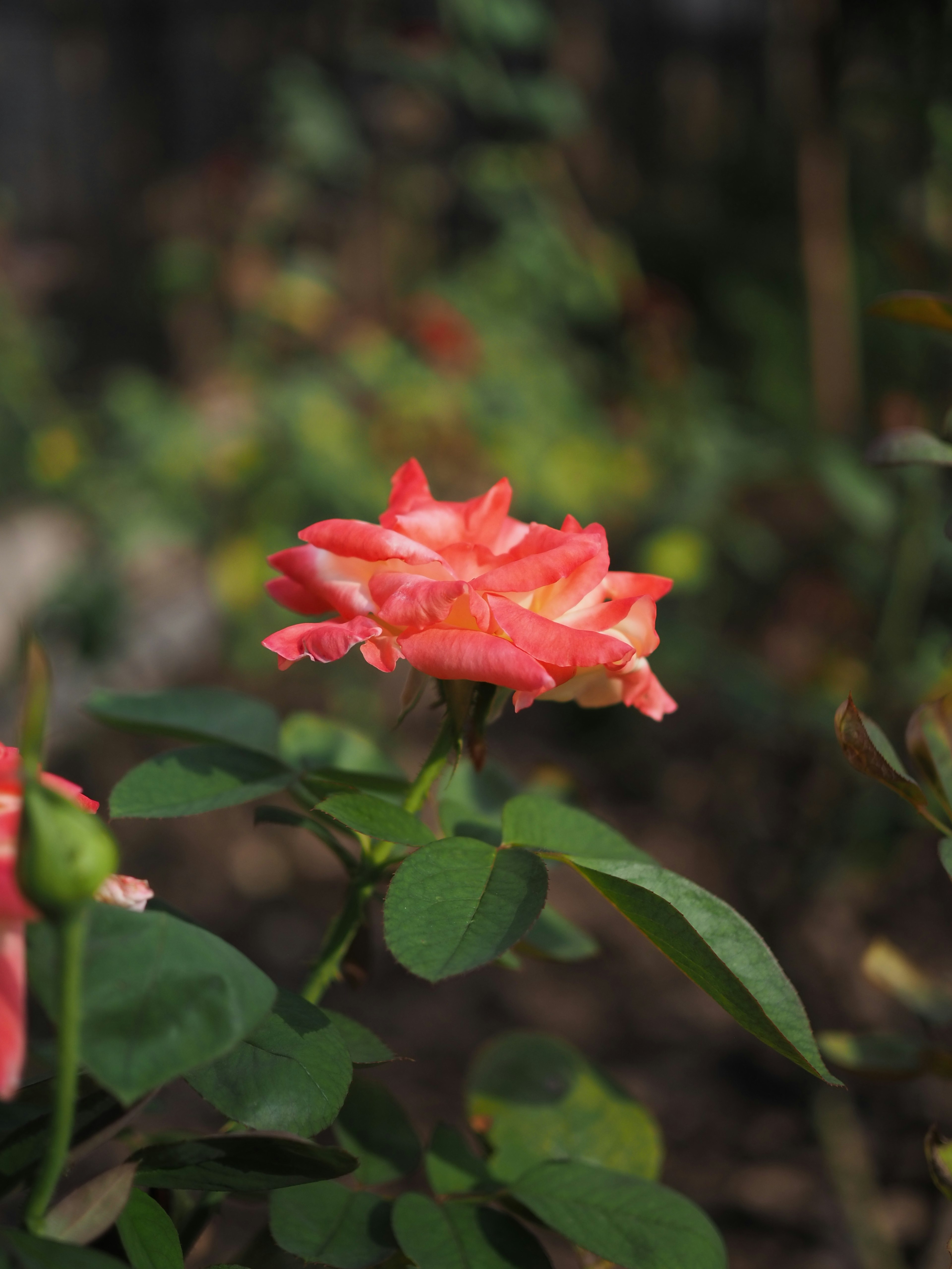 Eine lebendige rosa Rose, umgeben von grünen Blättern