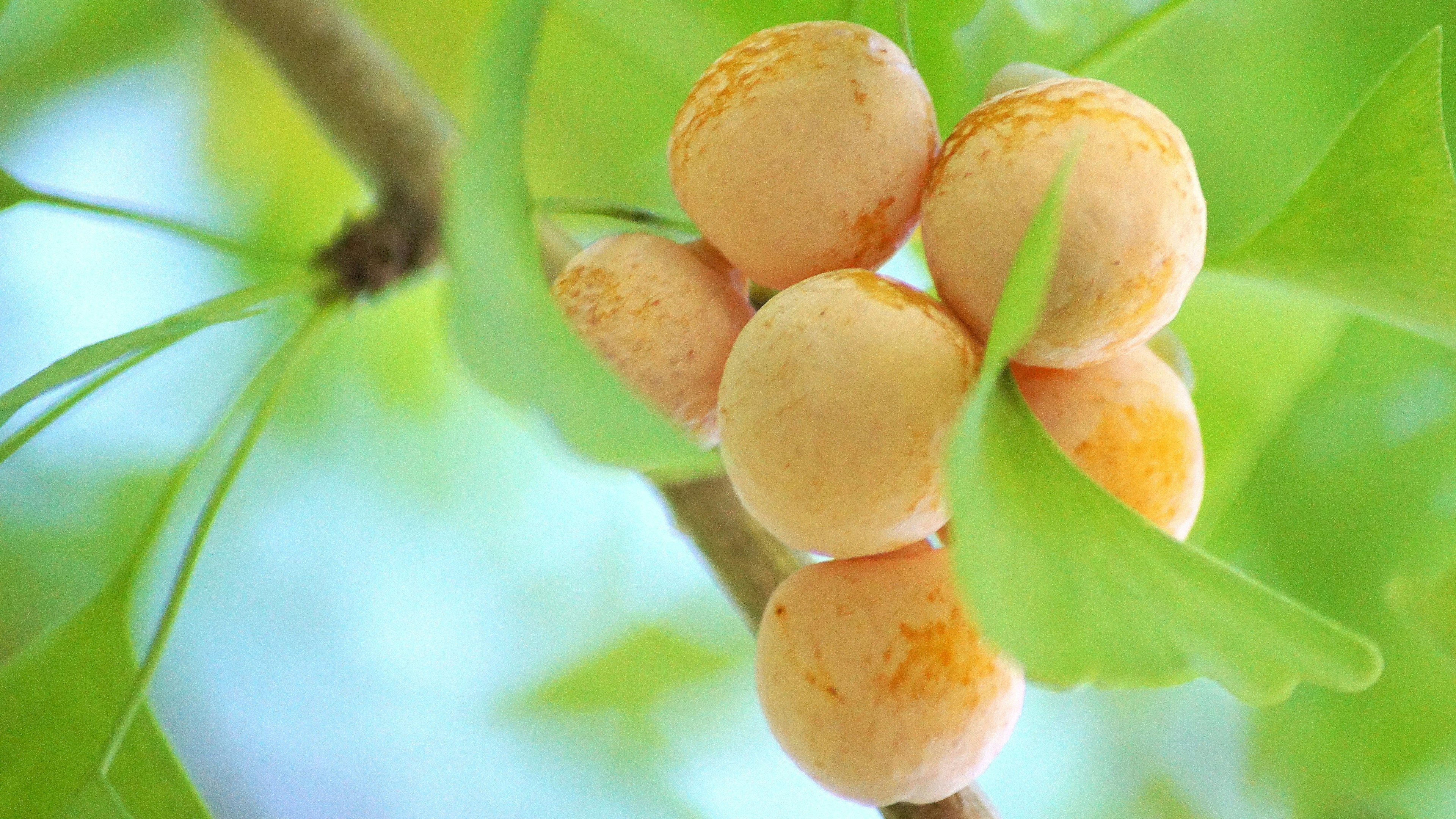 Racimo de frutas naranjas rodeado de hojas verdes vibrantes