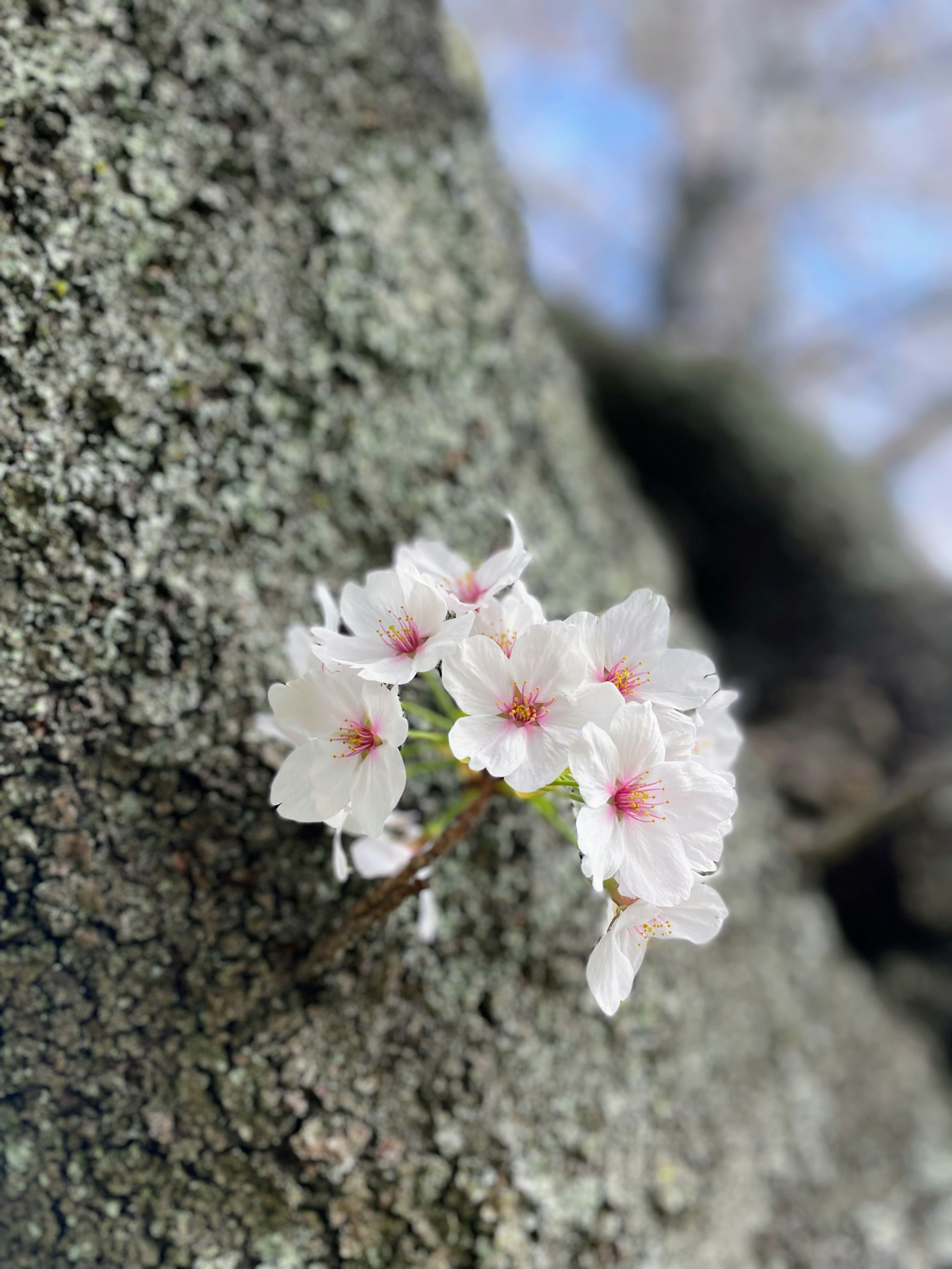 Primer plano de flores de cerezo que florecen en un tronco de árbol