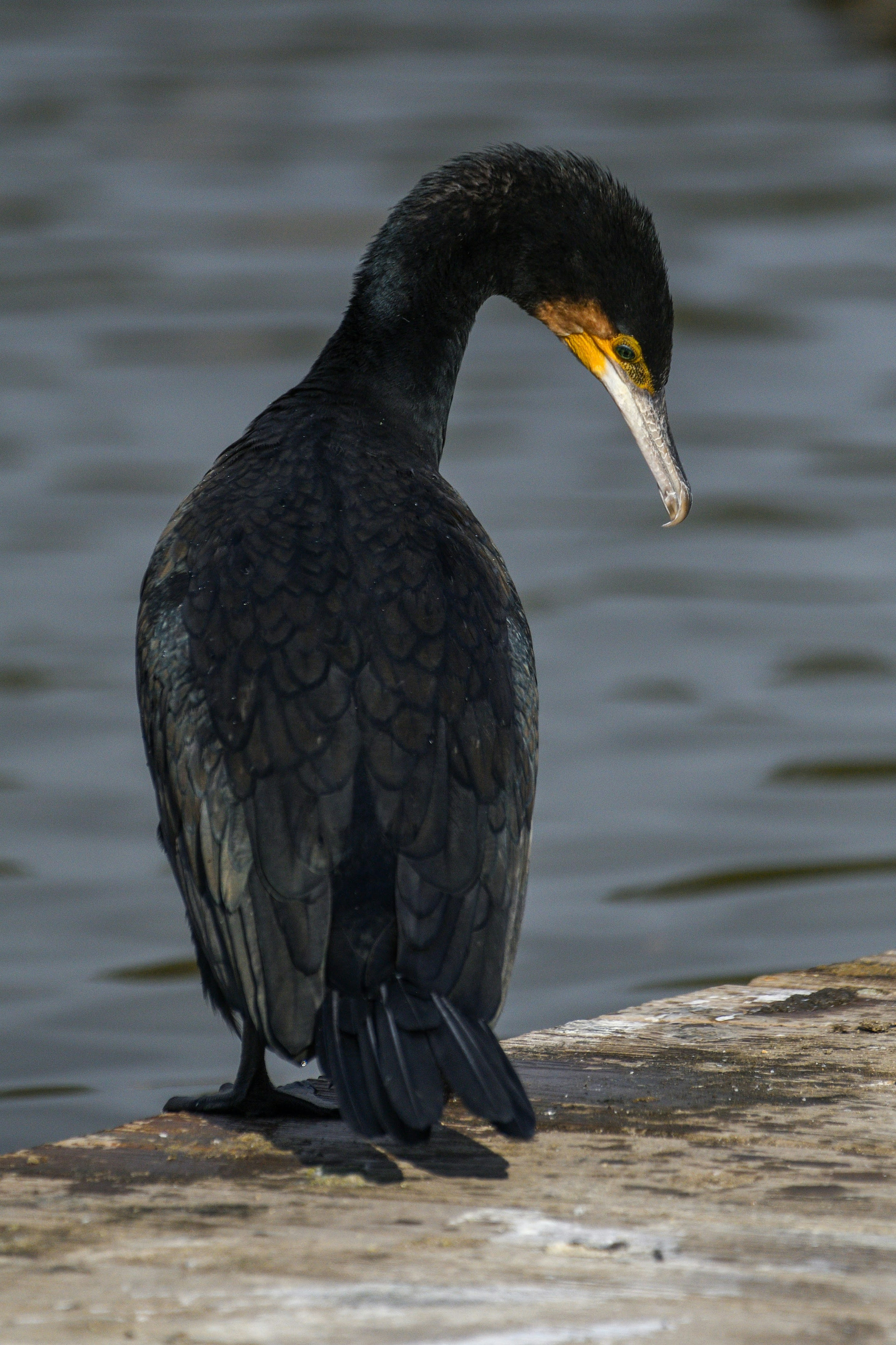 A black cormorant standing by the water looking down