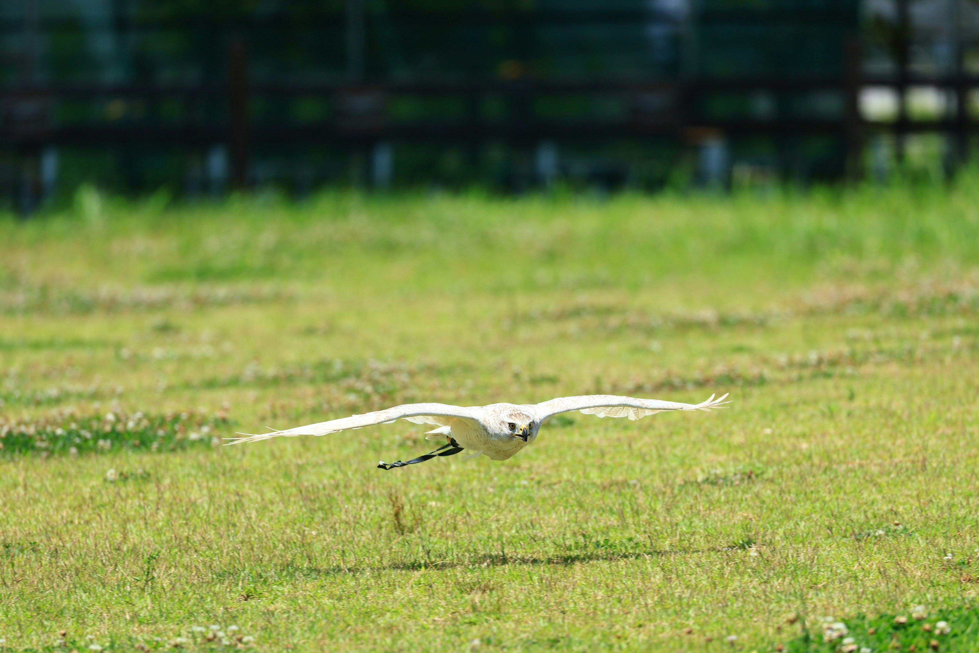 Un oiseau blanc volant au-dessus d'un champ herbeux