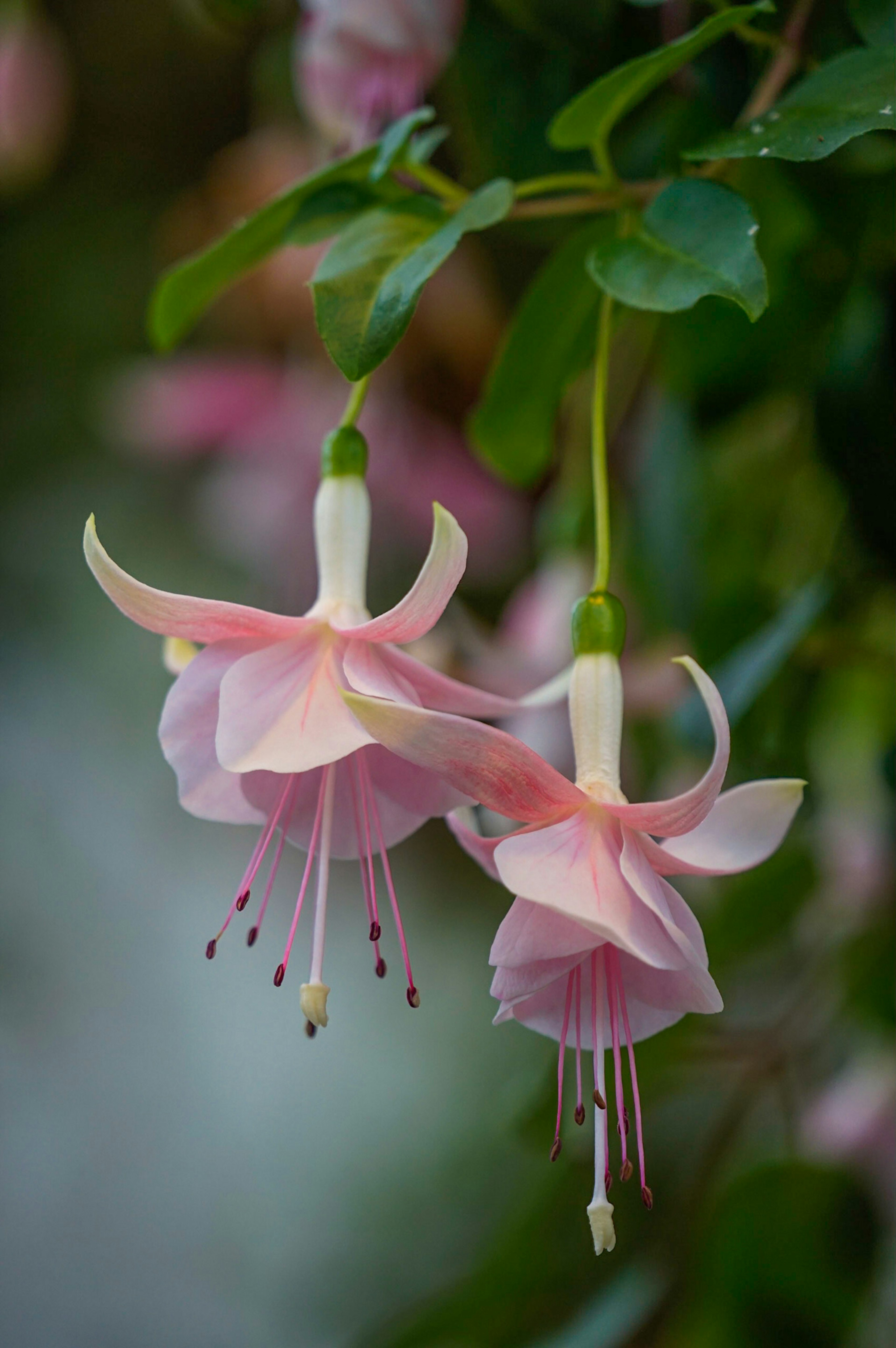 Pinkfuchsia-Blüten umgeben von grünen Blättern