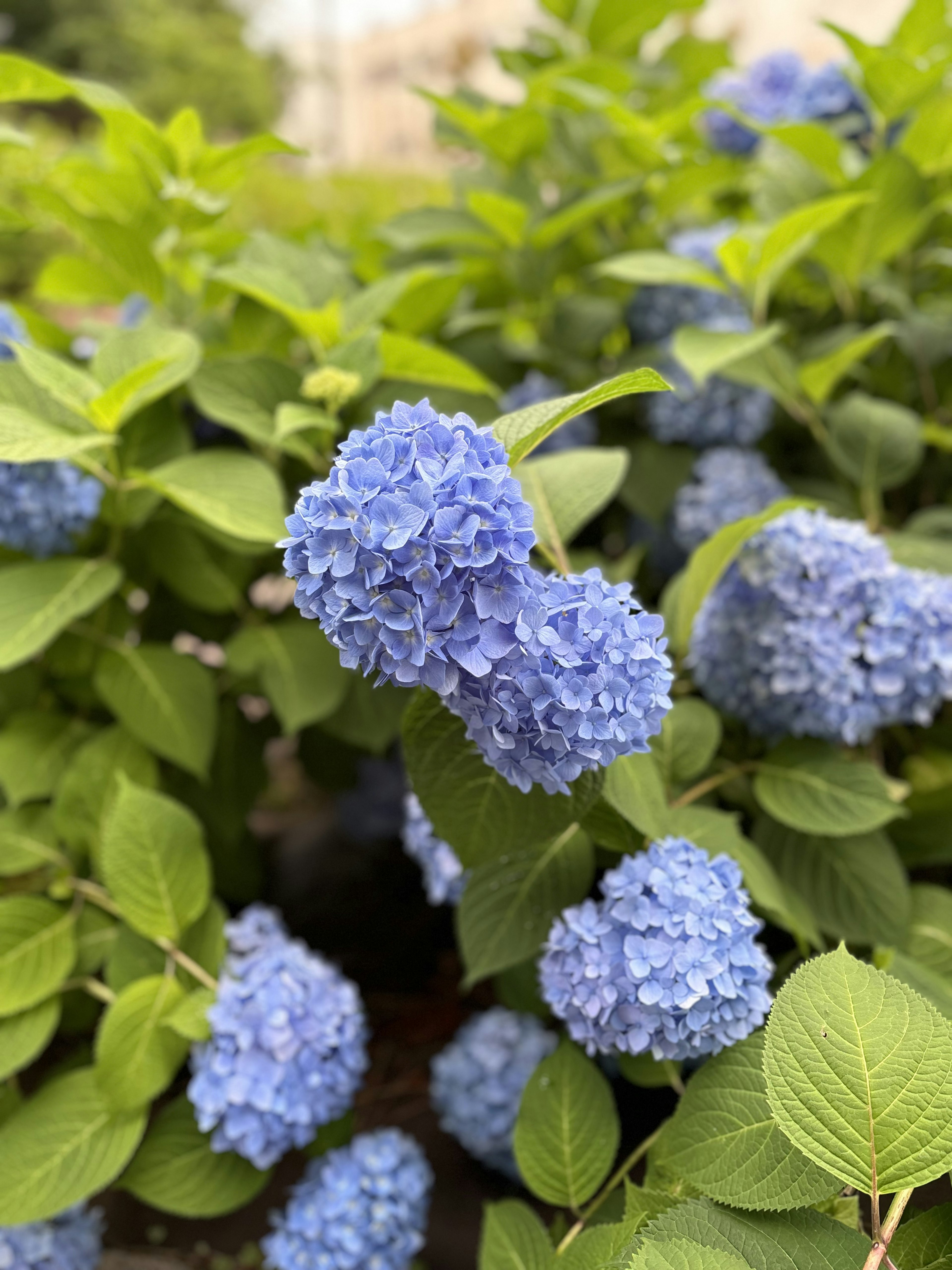 Blaue Hortensienblüten umgeben von grünen Blättern