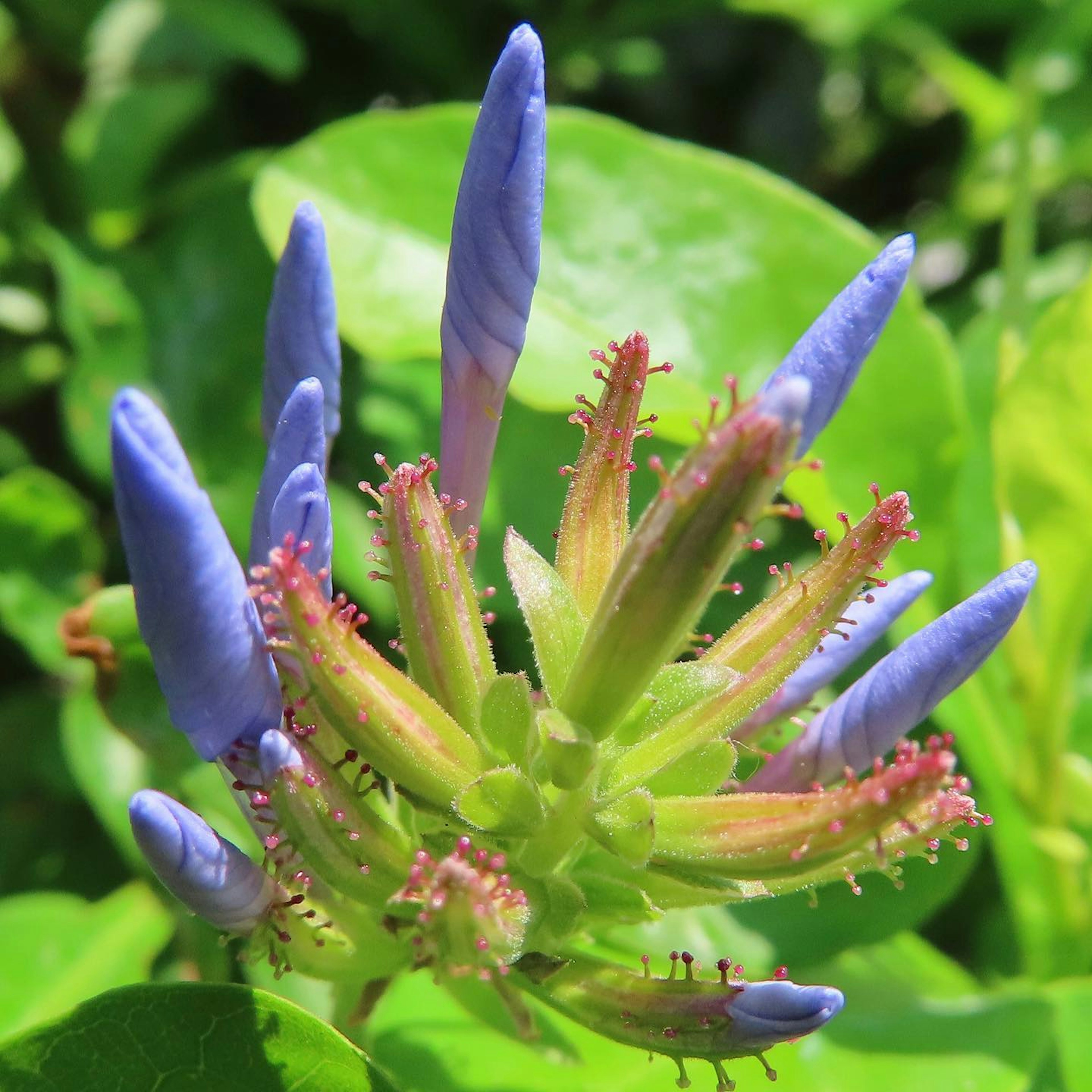 特写植物，蓝紫色花蕾被绿色叶子环绕