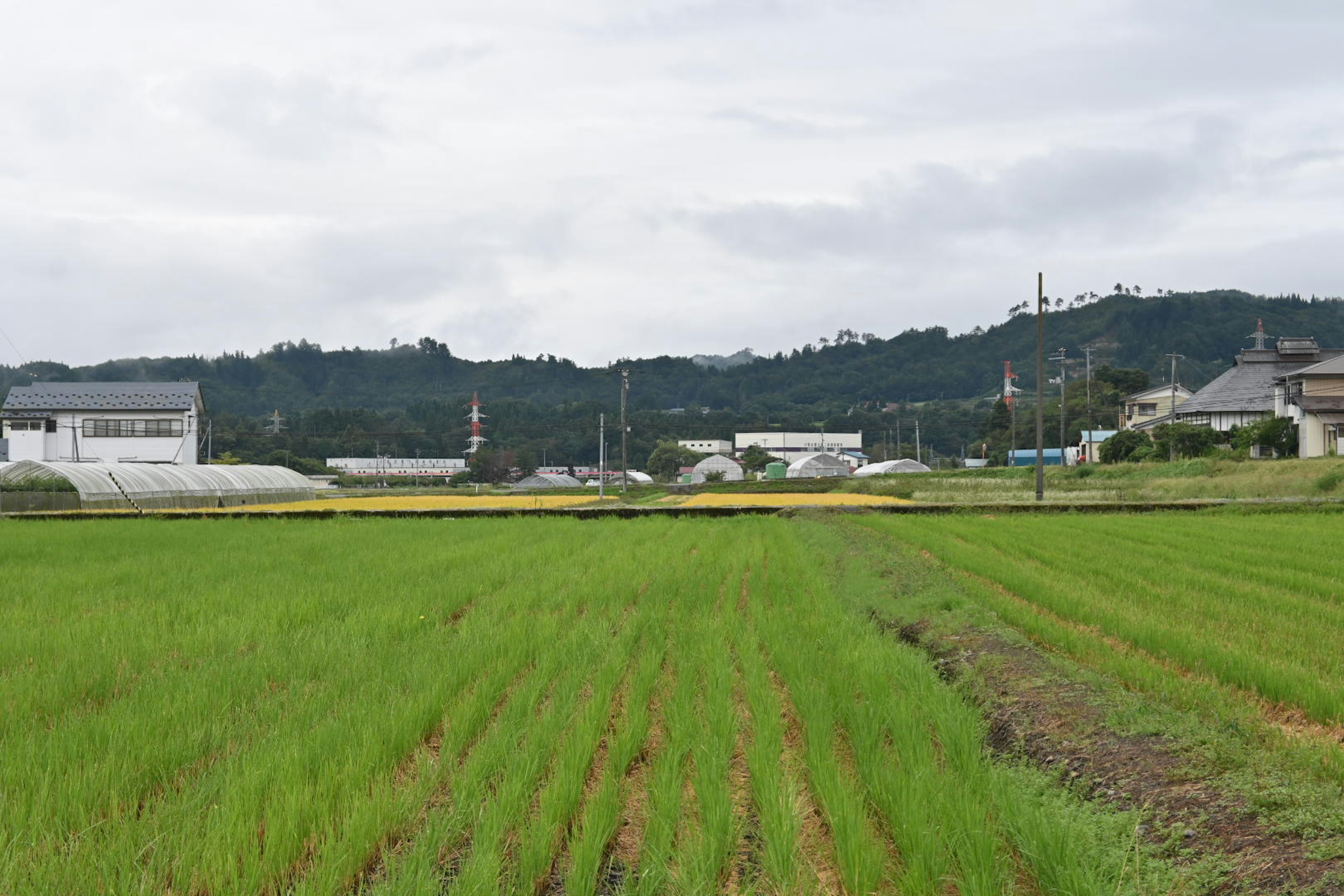 Campo di riso verde rigoglioso con colline lontane e cielo nuvoloso