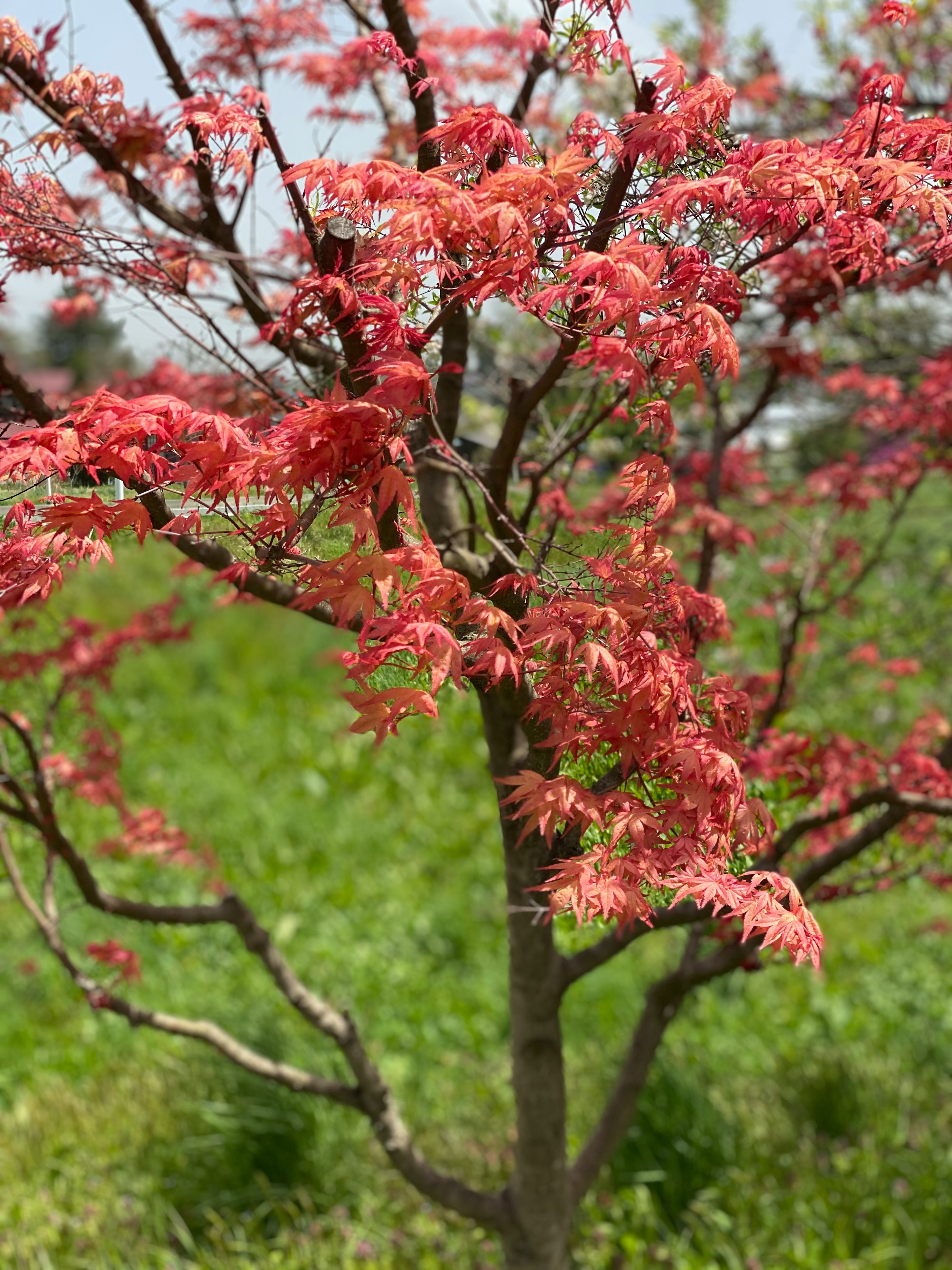 Ein kleiner Baum mit lebhaften rosa Blättern vor grünem Hintergrund