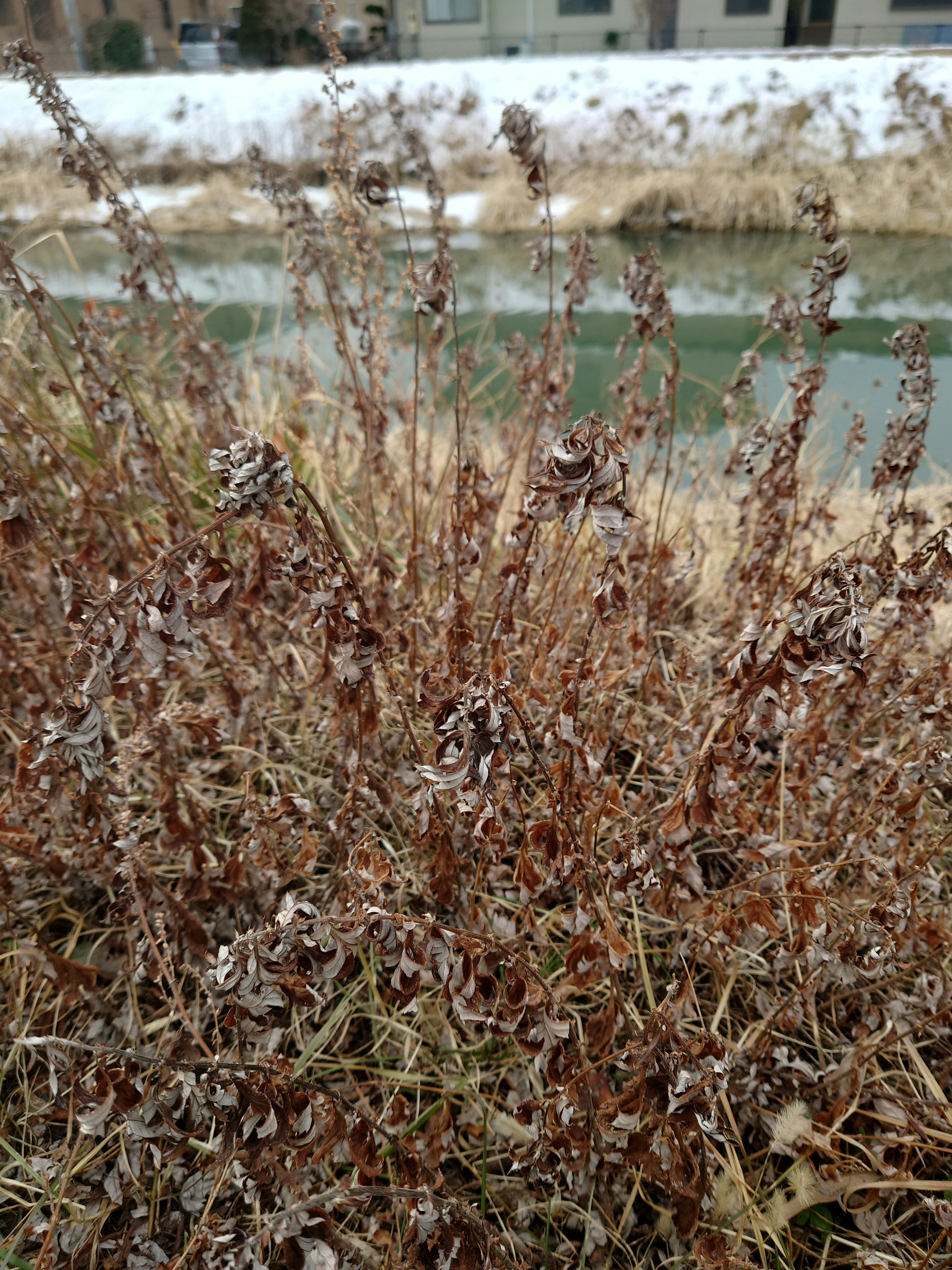 Plantes sèches près d'un plan d'eau dans un cadre hivernal