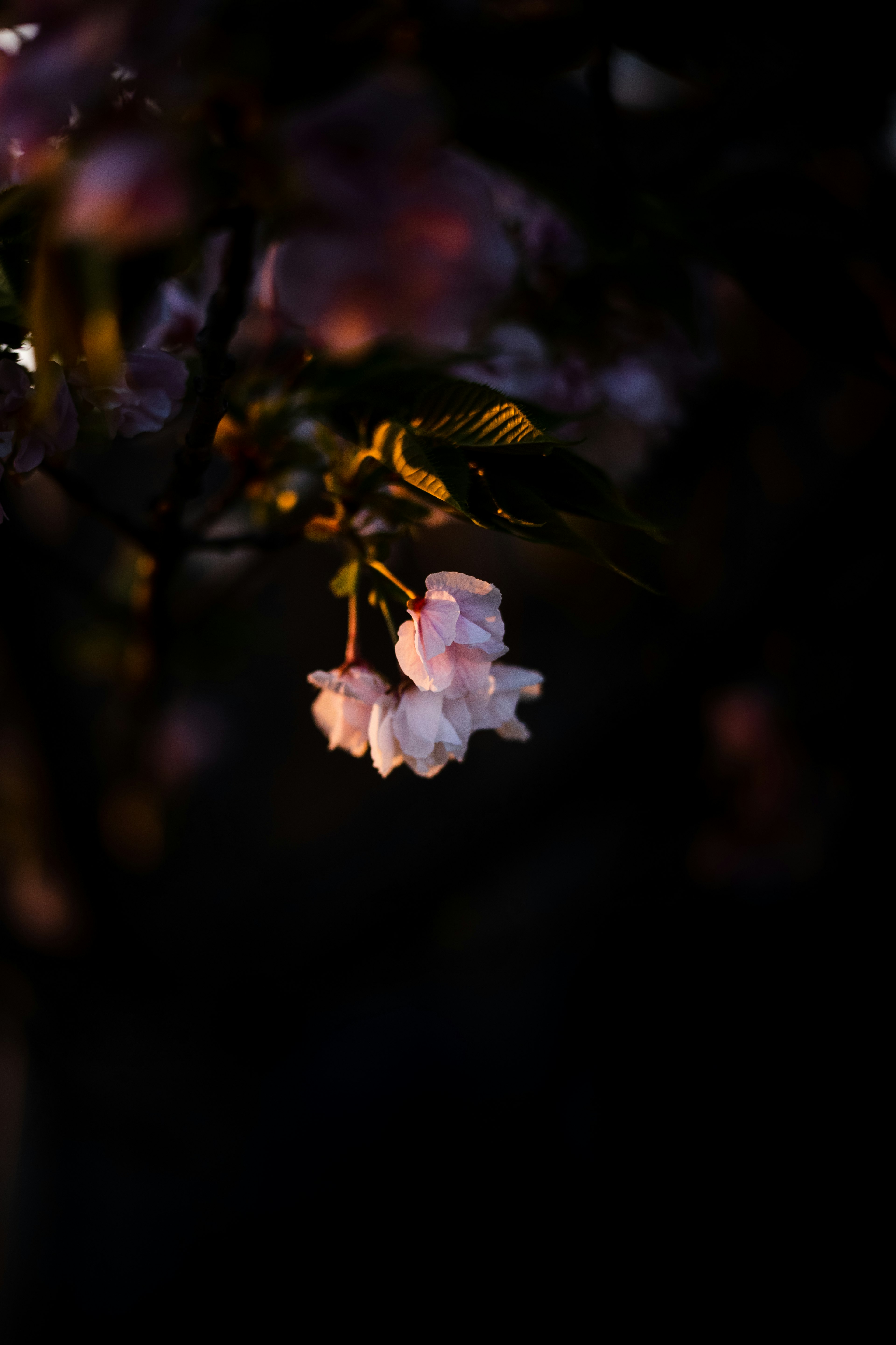 Close-up of cherry blossoms against a dark background