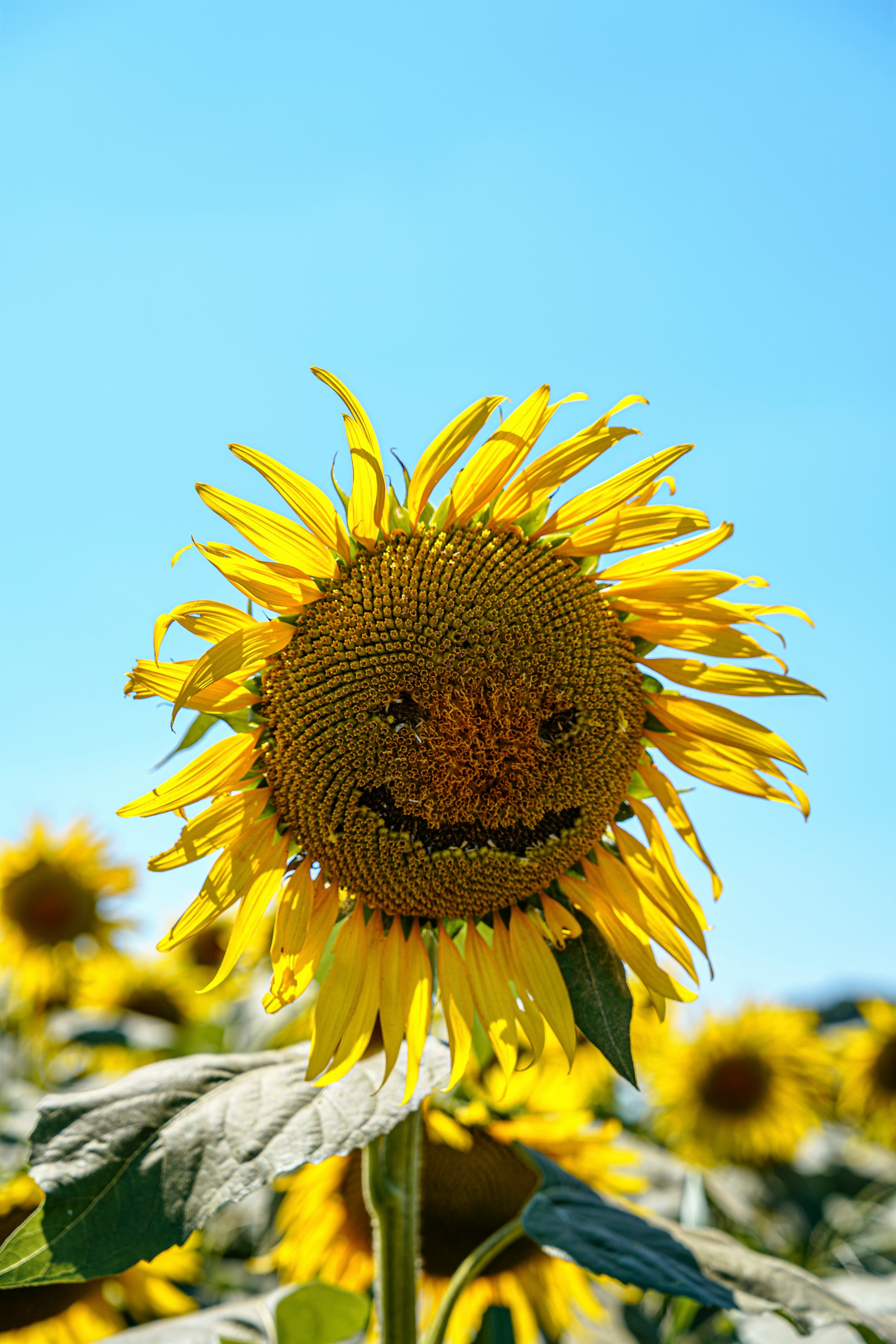 太陽のような笑顔のひまわりの花が青空の下で咲いている