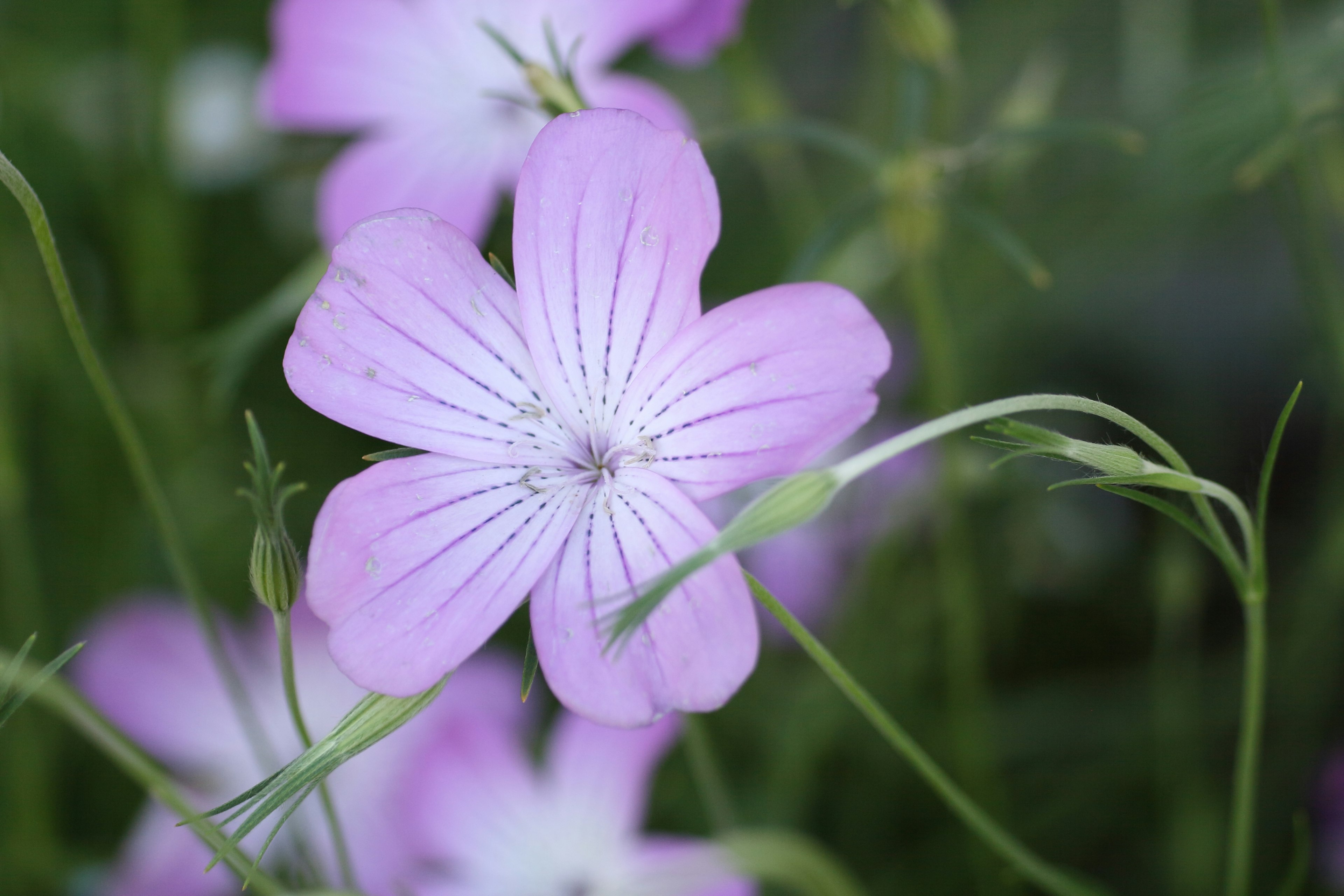 Fiore rosa vibrante che fiorisce tra l'erba verde