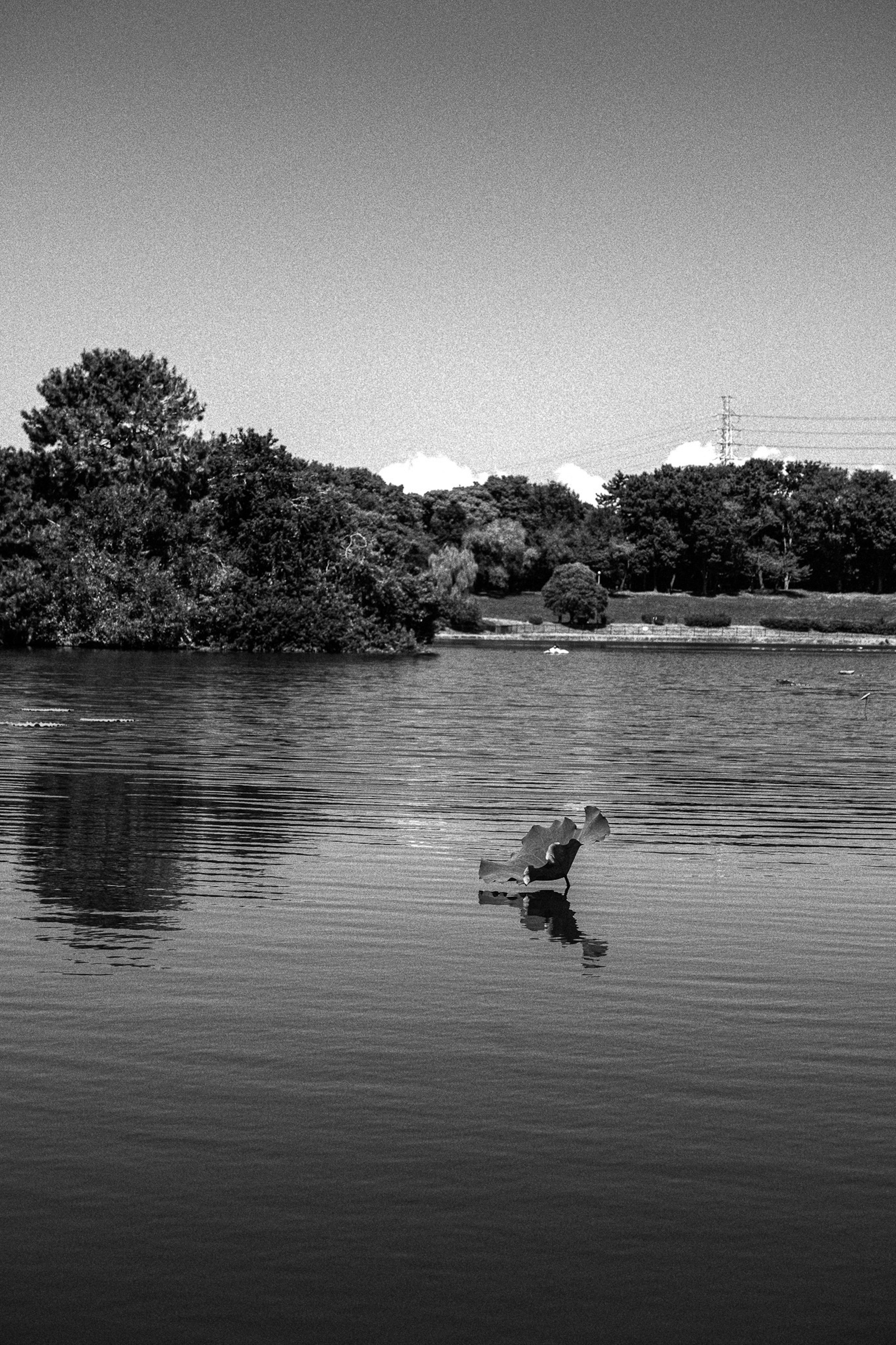 A black and white scene of a person wading in a river reflecting trees