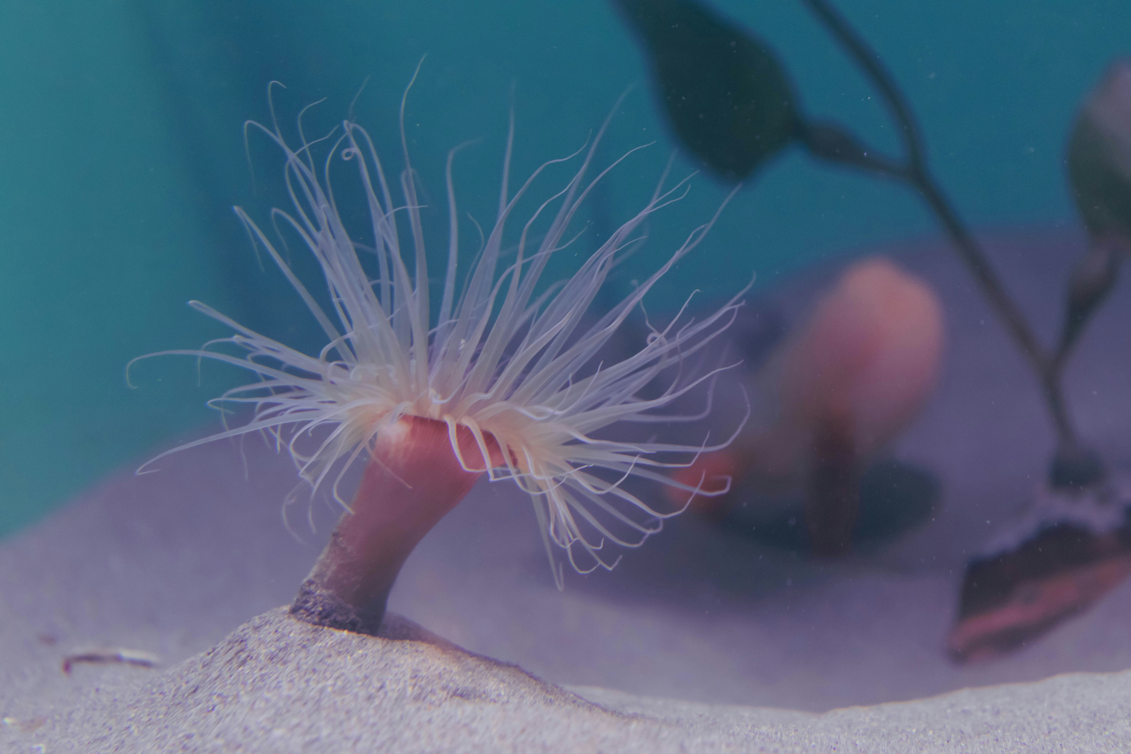 A delicate sea creature resembling a sea anemone with long, flowing tentacles