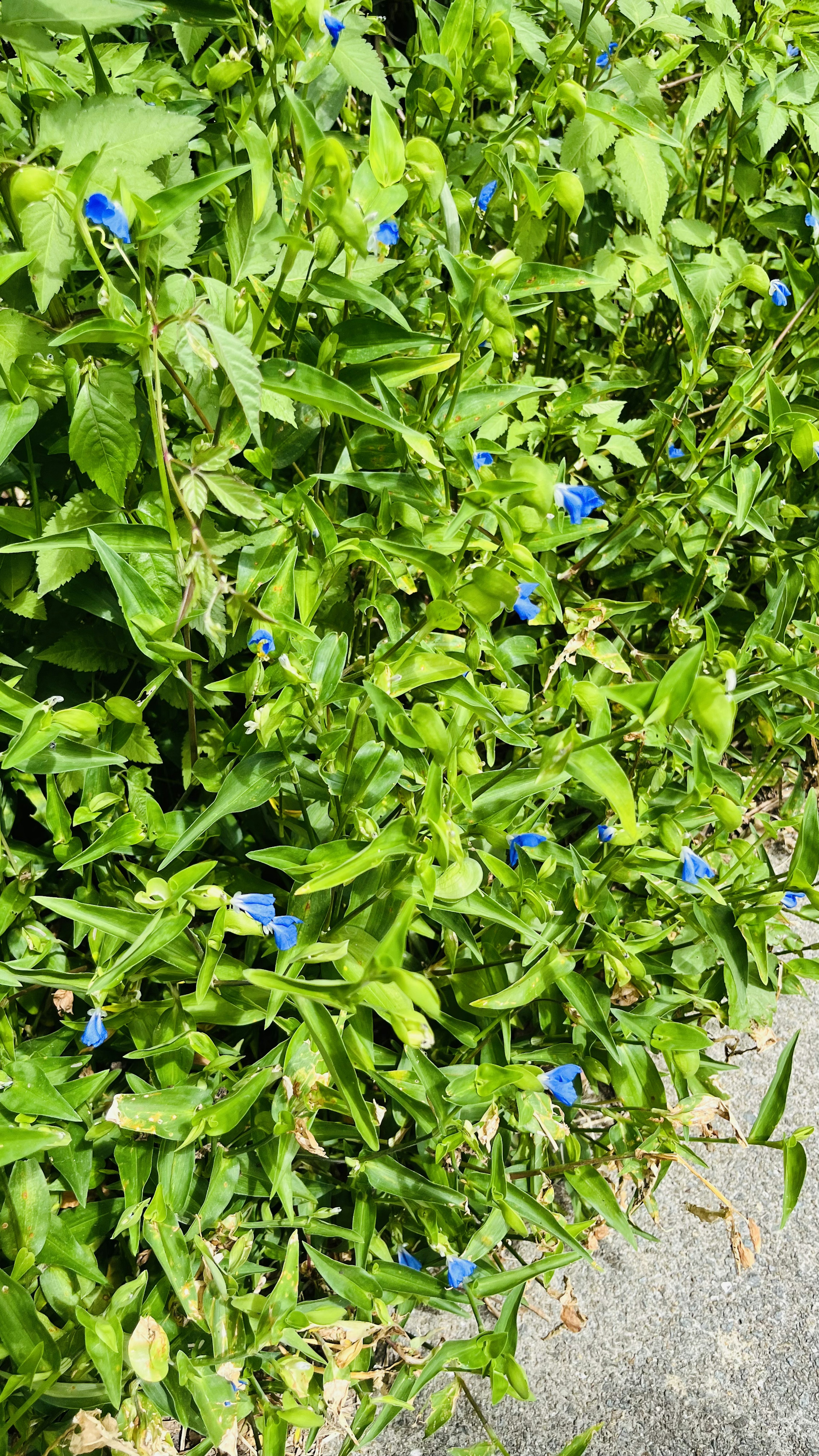 Nahaufnahme von üppigem grünem Laub mit kleinen blauen Blumen