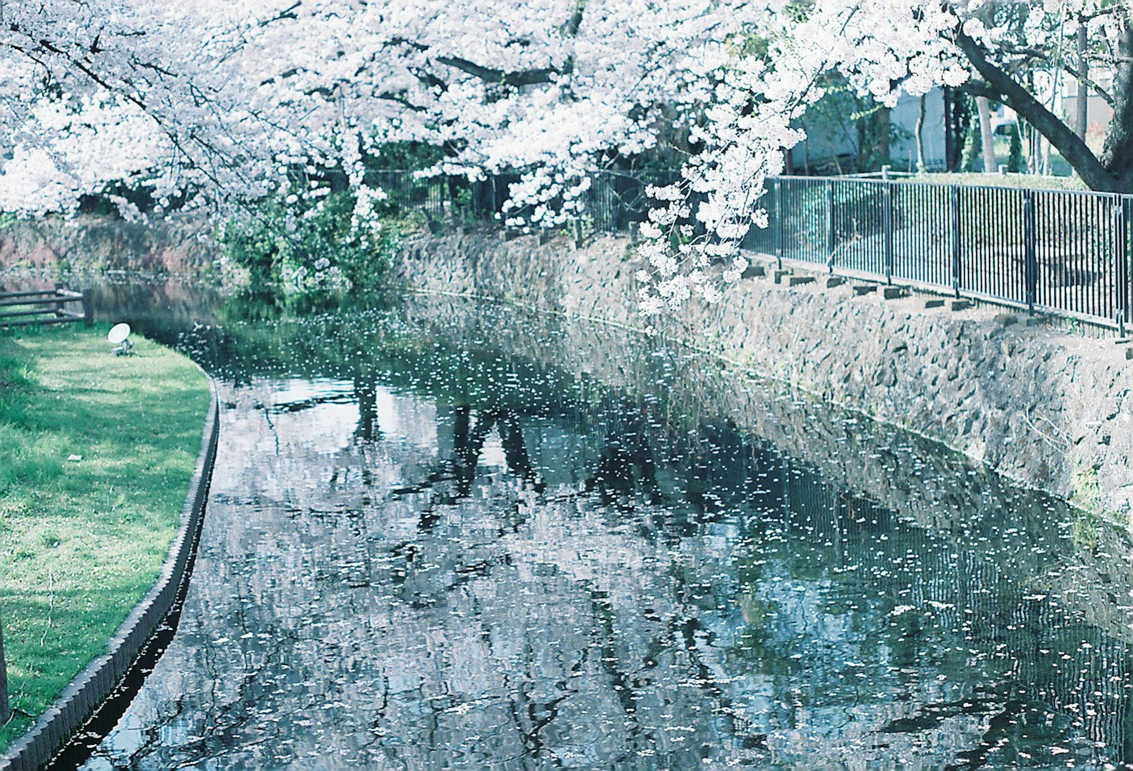 美丽的河流场景，樱花树倒映在水面上