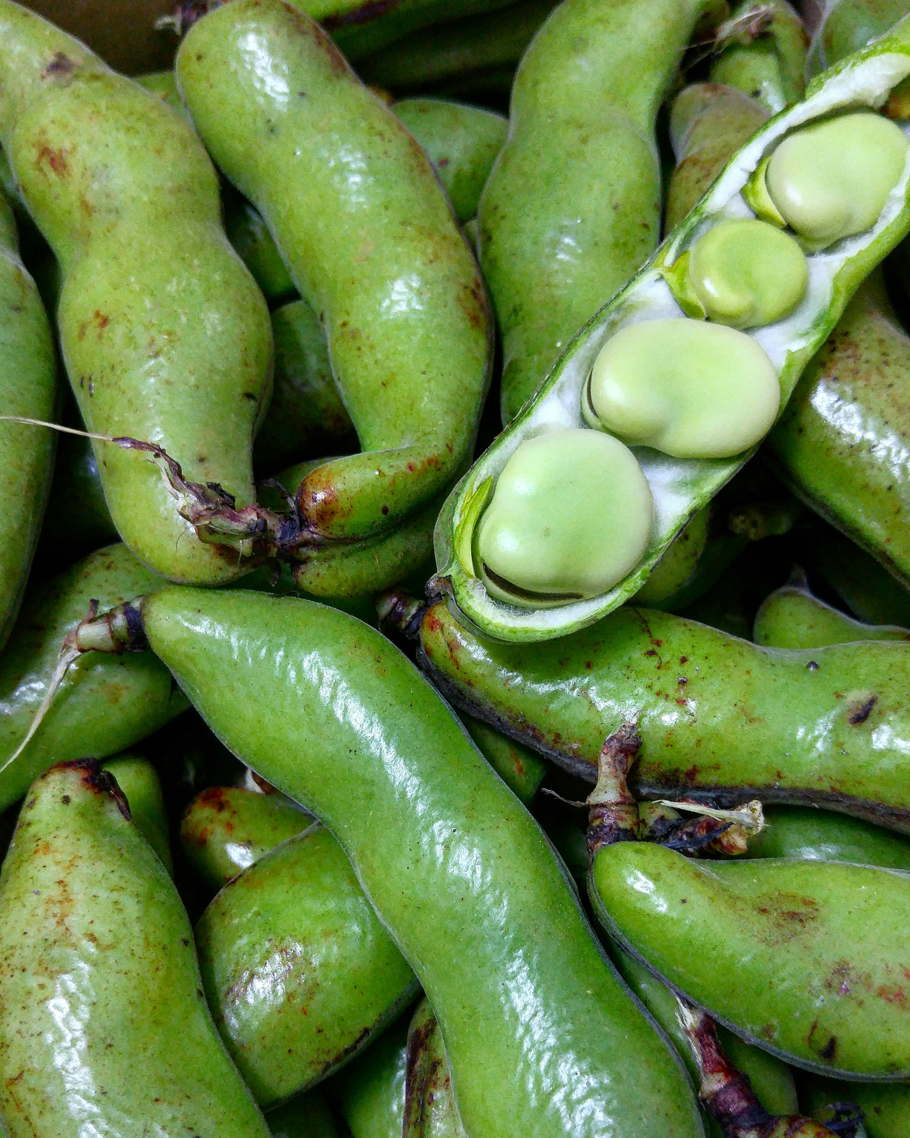 Fèves vertes fraîches empilées avec quelques haricots visibles dans la cosse