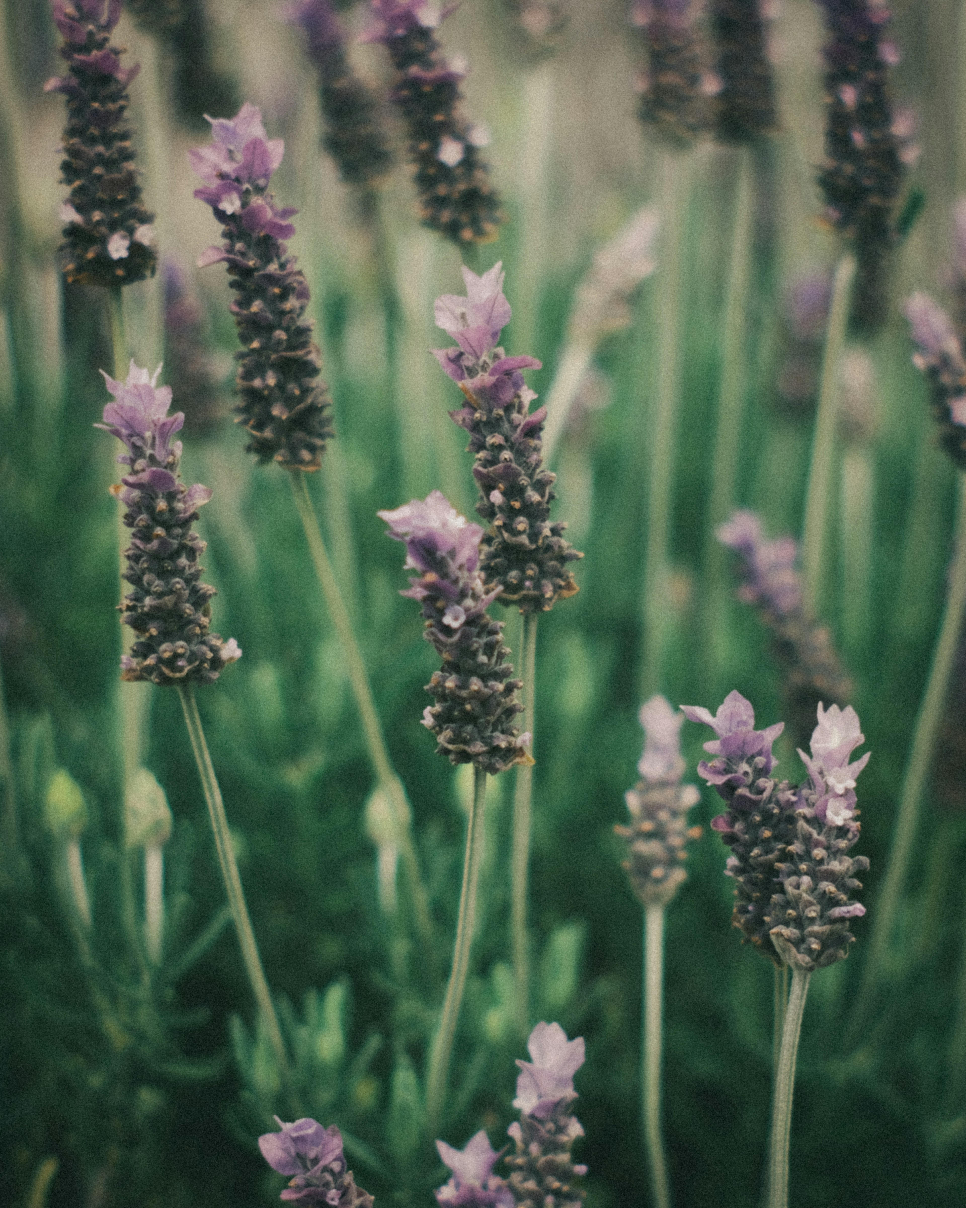 Bunga lavender mekar di antara dedaunan hijau