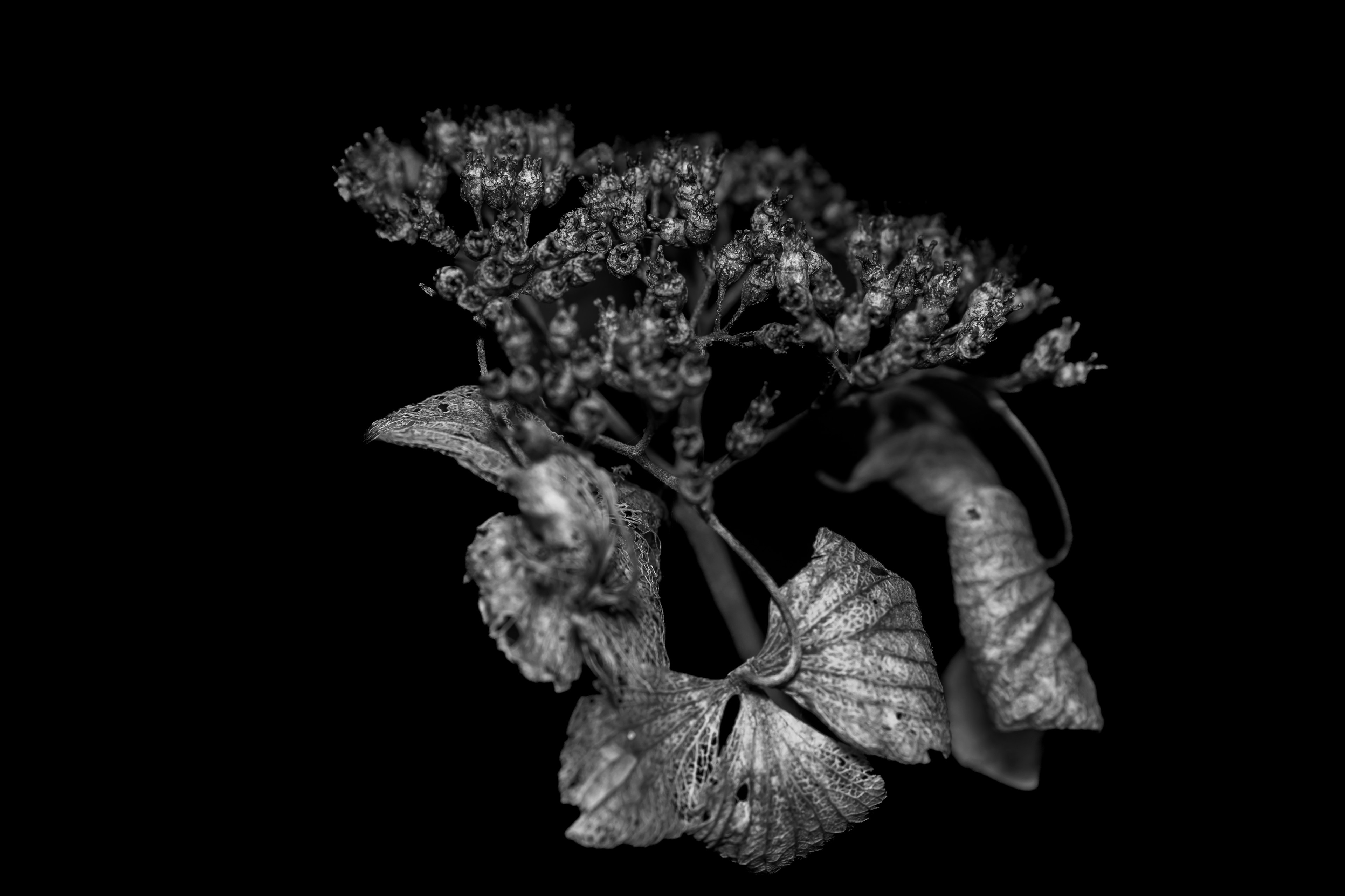 Arrangement monochrome de fleurs et de feuilles sur fond sombre