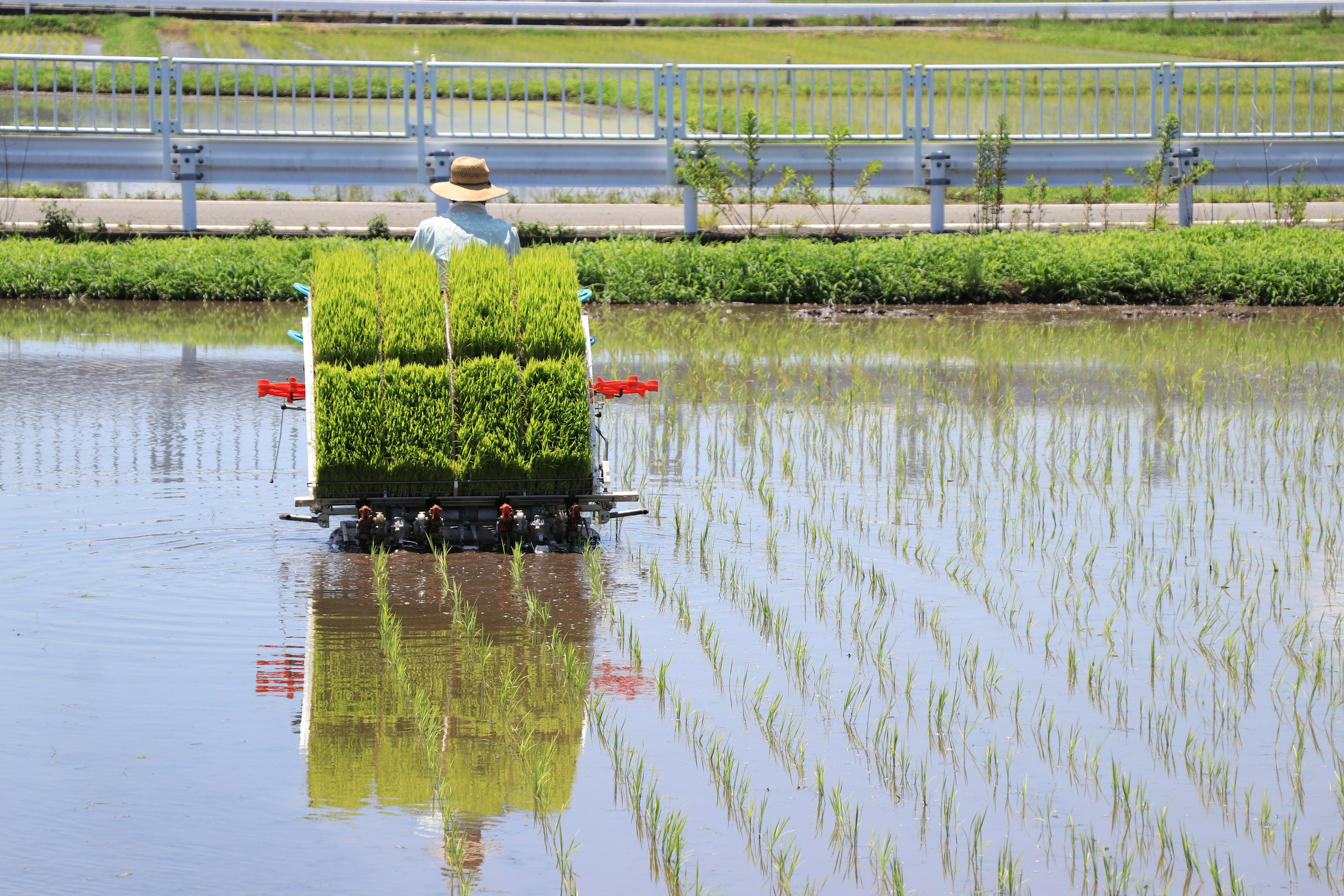 Personne plantant du riz dans un champ inondé avec des semis verts reflétés dans l'eau