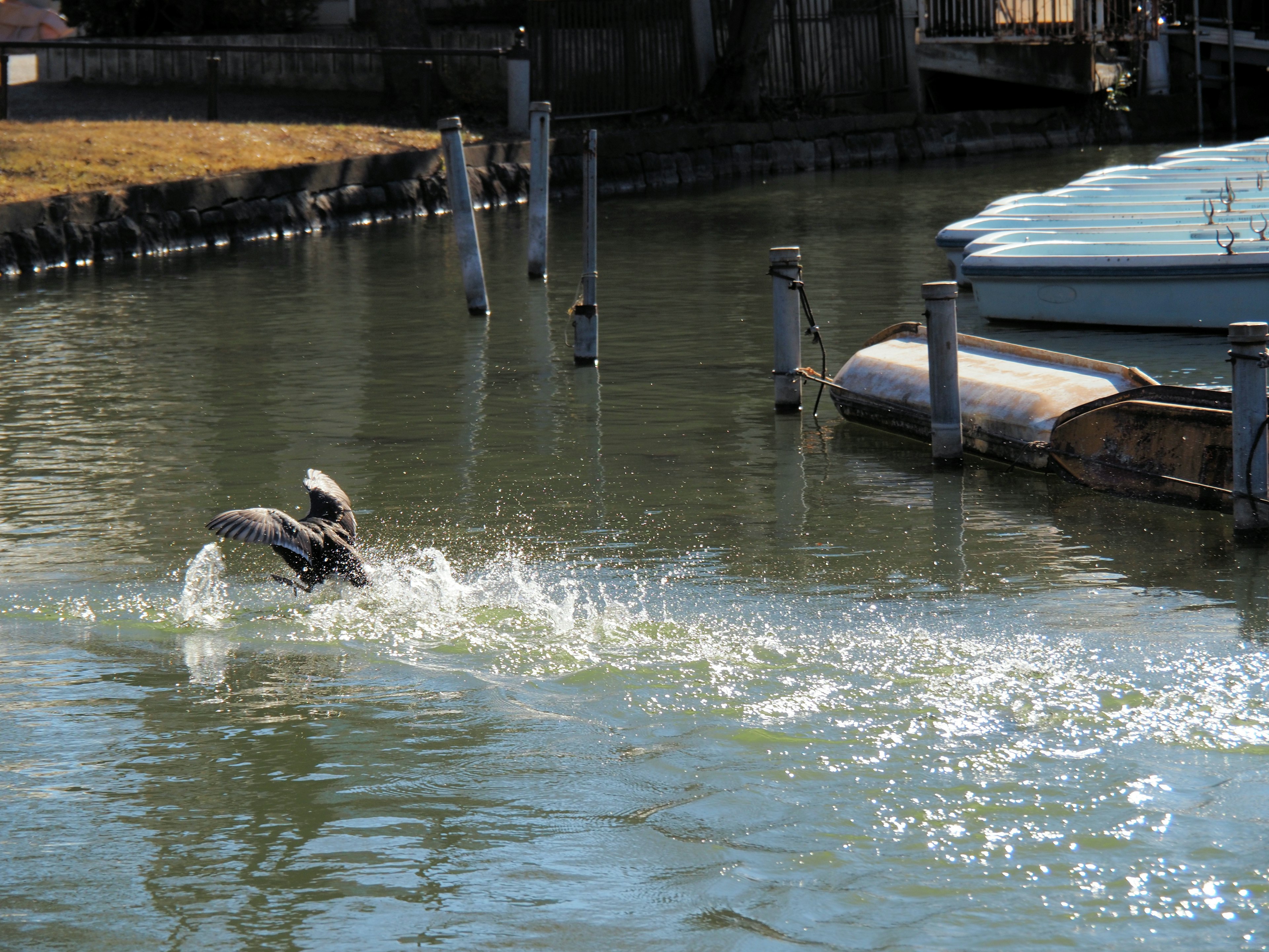 Un'anatra che schizza nell'acqua con un canale tranquillo sullo sfondo