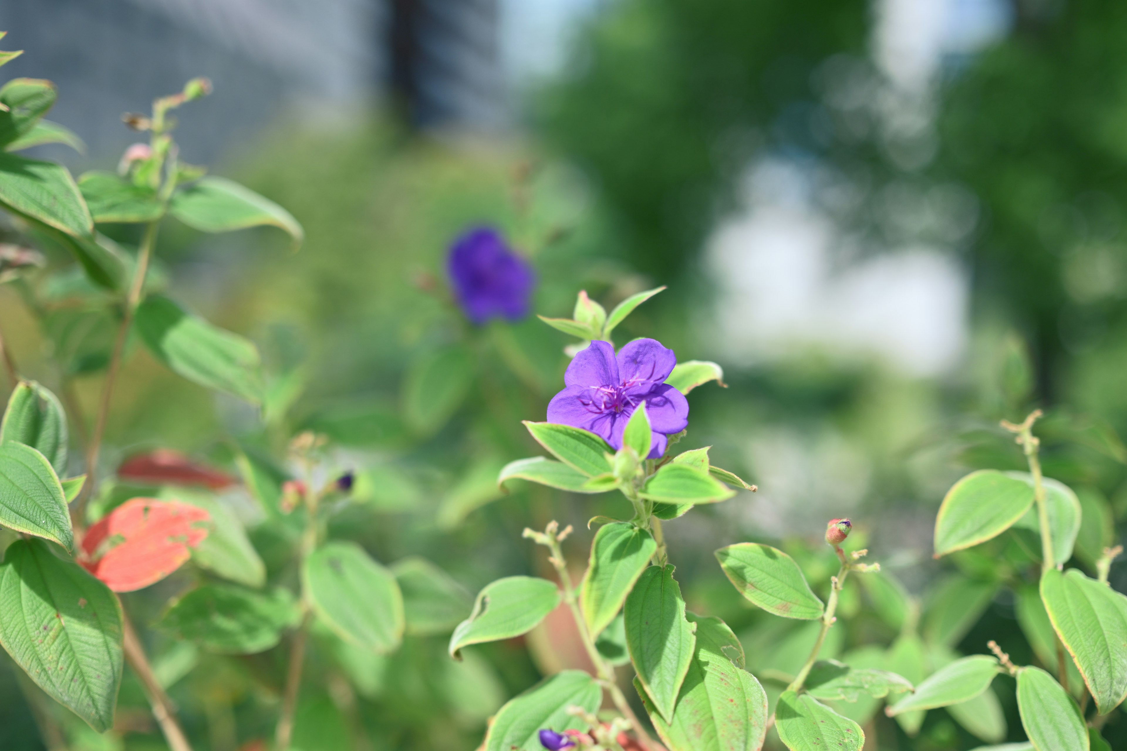 Gros plan d'une plante avec des fleurs violettes et des feuilles vertes