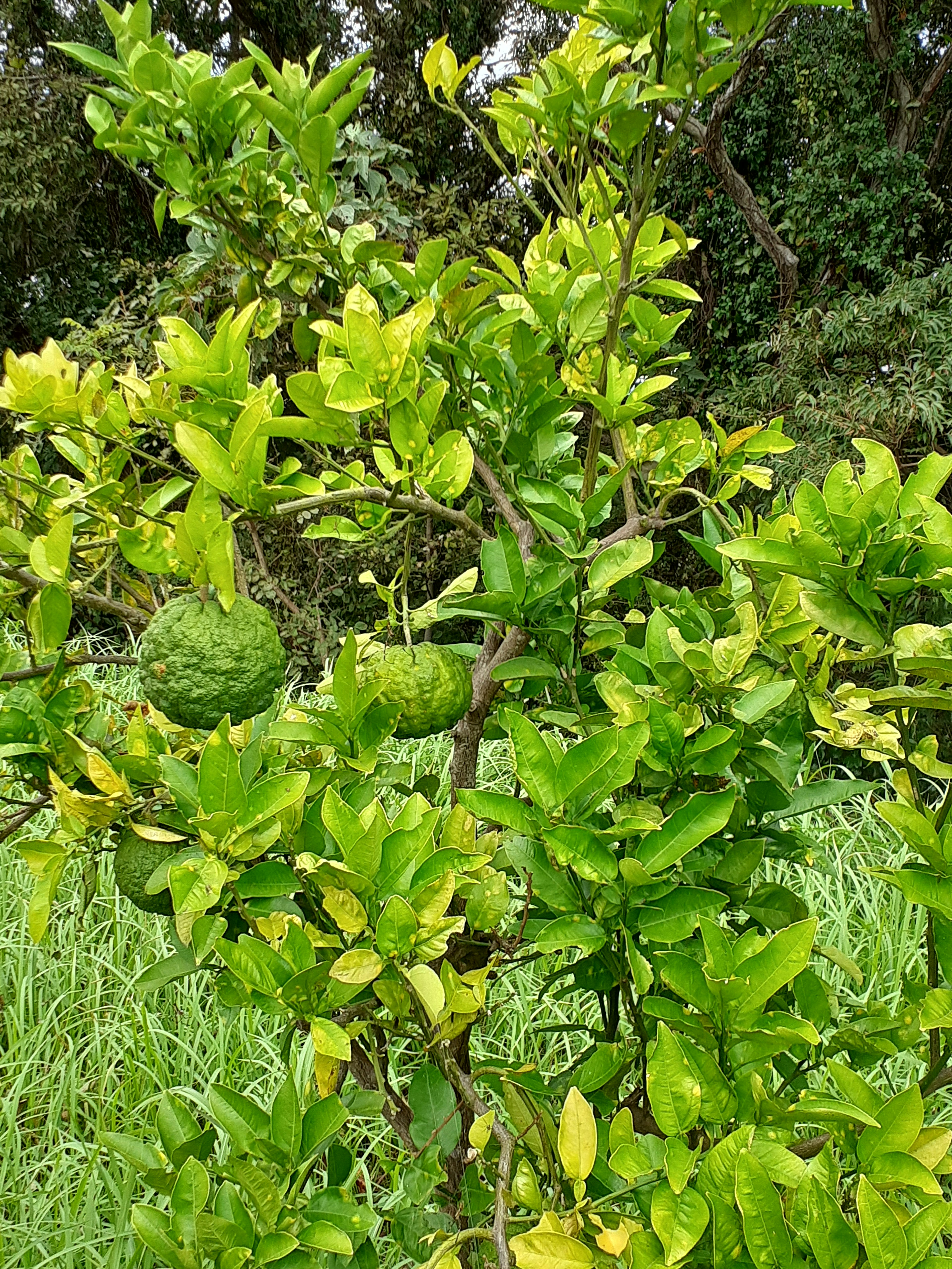 緑の葉と果実を持つ木の枝